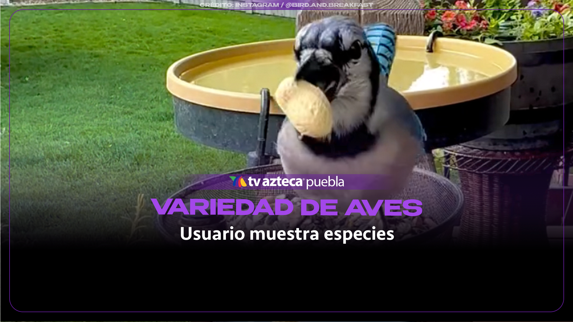Banquete en el jardín: graban de cerca la sorprendente variedad de aves que visitan un comedero
