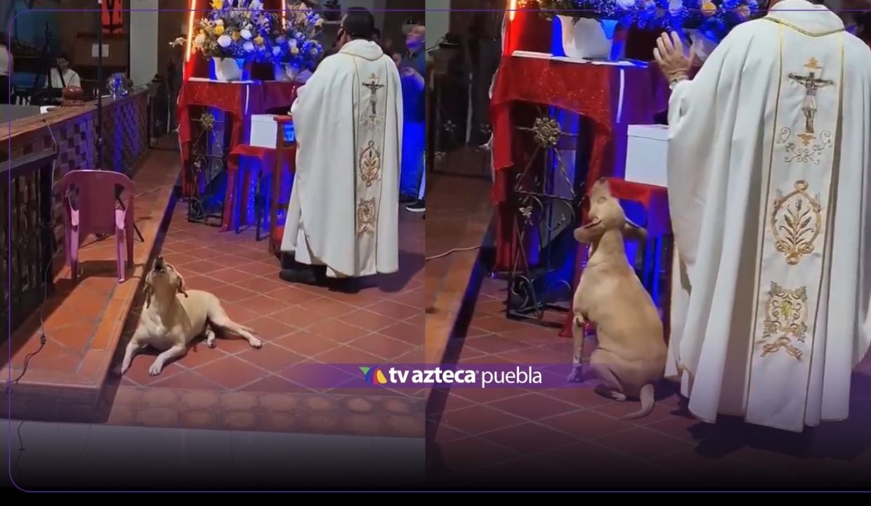 VIDEO: Perrito se hace viral por ‘cantar’ en plena misa