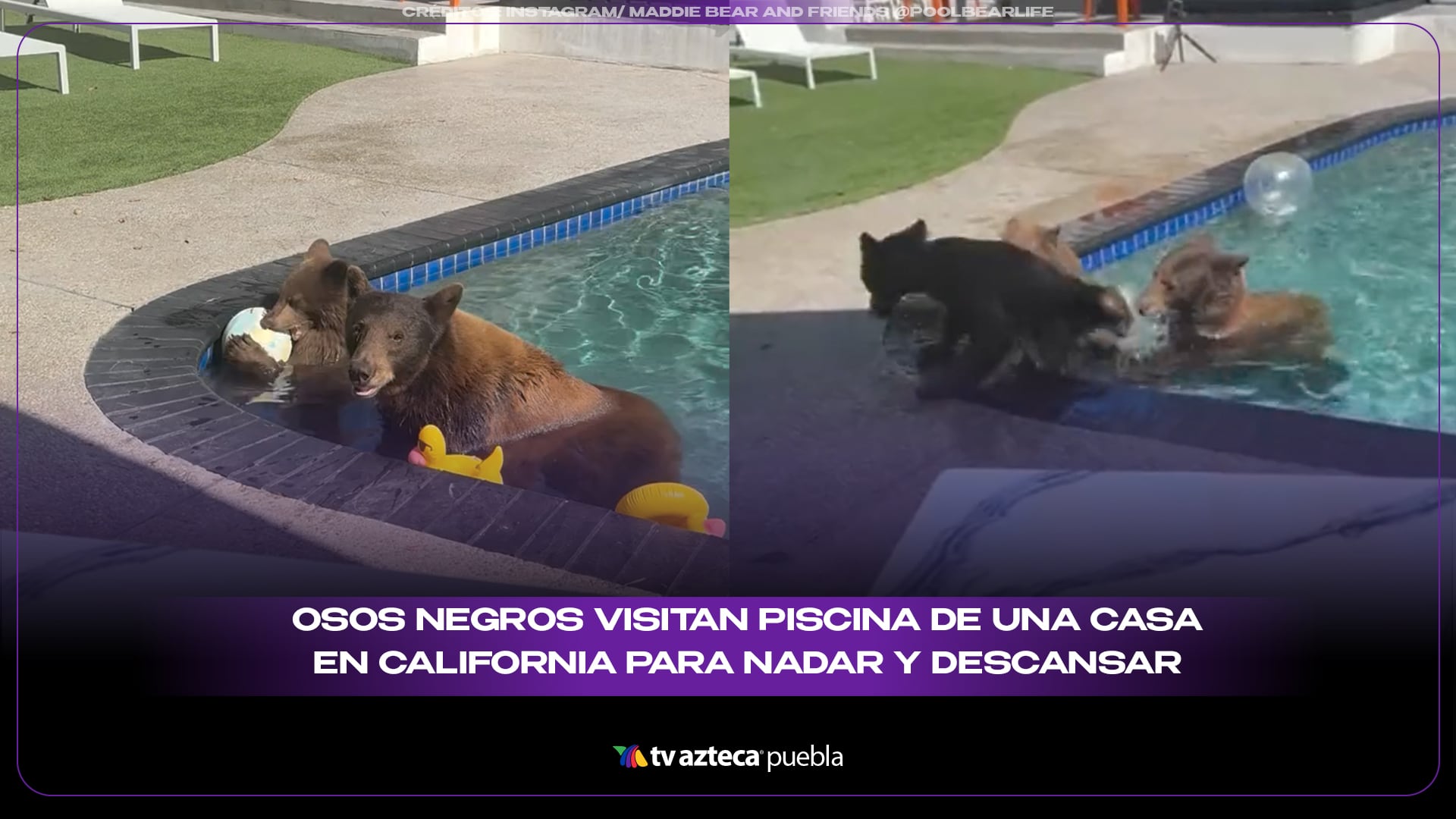 Familia de osos convierte una piscina en su lugar favorito para refrescarse