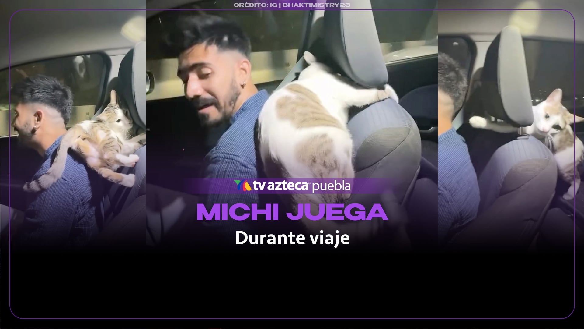¡Michi quiere jugar! Gatito busca la atención de su dueño al volante