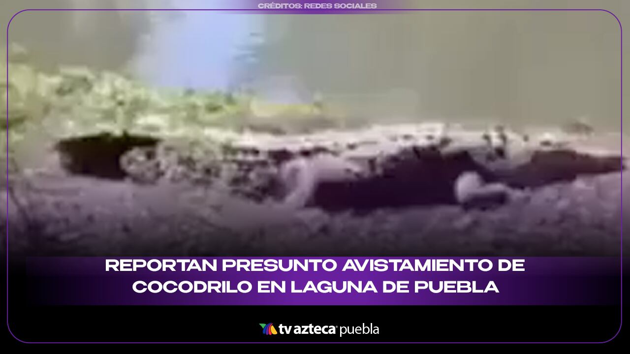 ¿Cocodrilo con su cría? Reportan presunto avistamiento en laguna de Puebla
