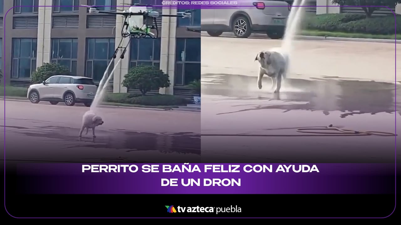 ¡Hora de un baño futurista! Perrito se baña feliz con ayuda de un dron