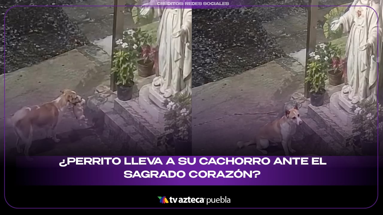 ¿Perrito lleva a su cachorro ante el Sagrado Corazón?