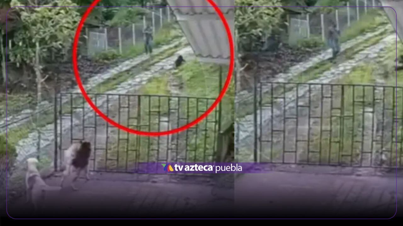 VIDEO FUERTE: Hombre asesina a balazos un perrito en Colombia; imágenes causan indignación
