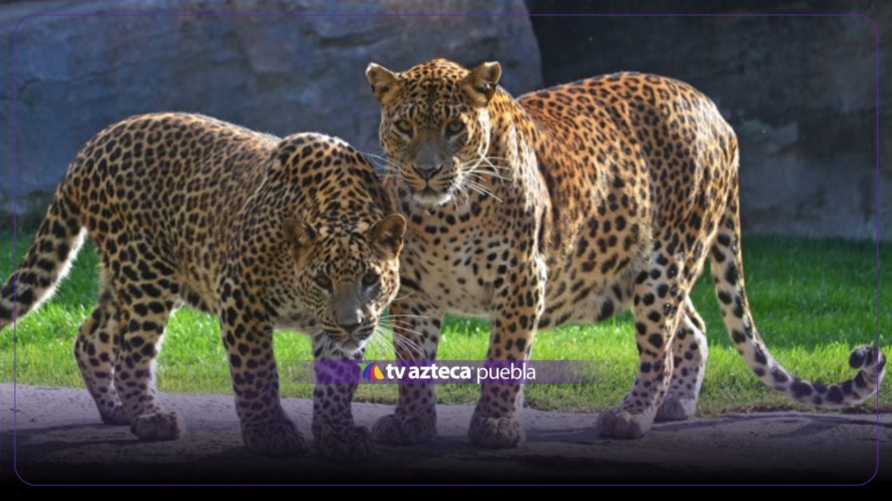 Muere cuidadora de zoológico tras ser atacada por un leopardo persa