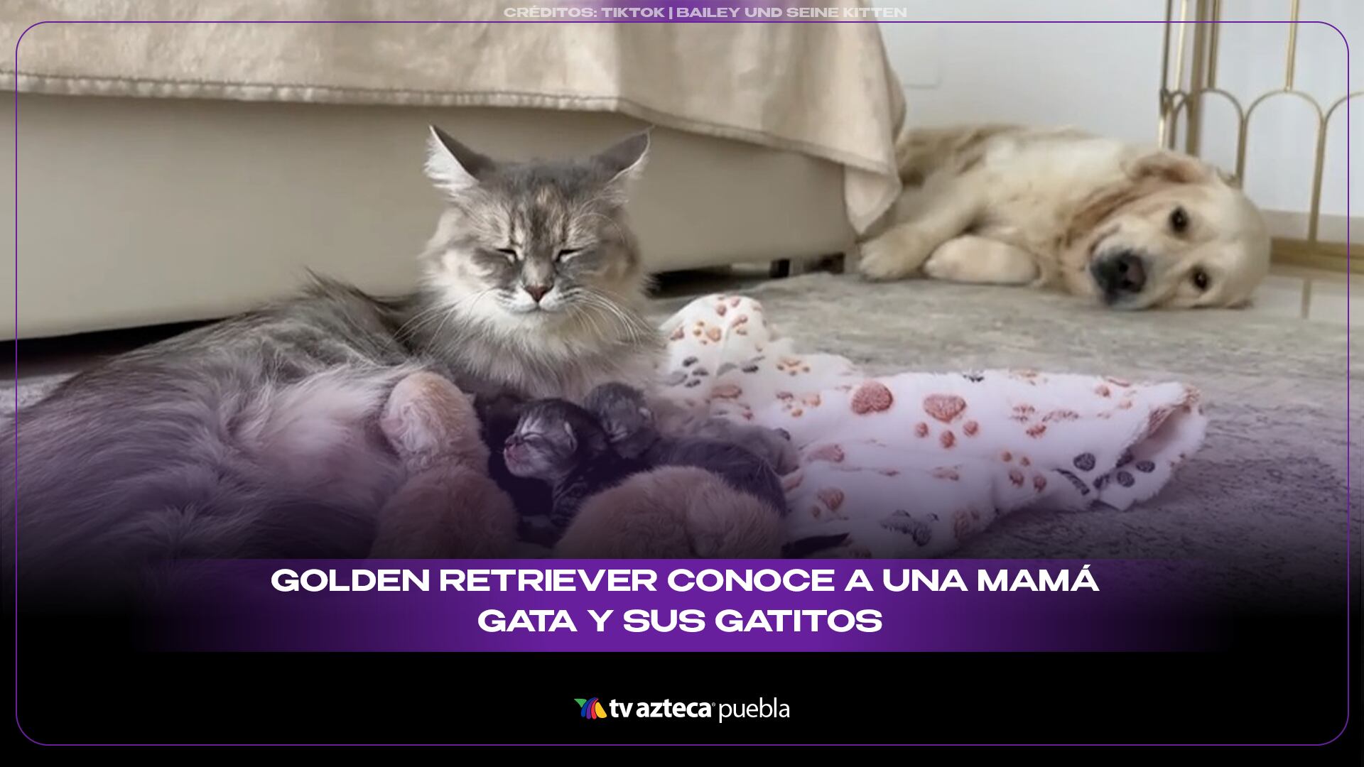 3 golden retriever sitio.png