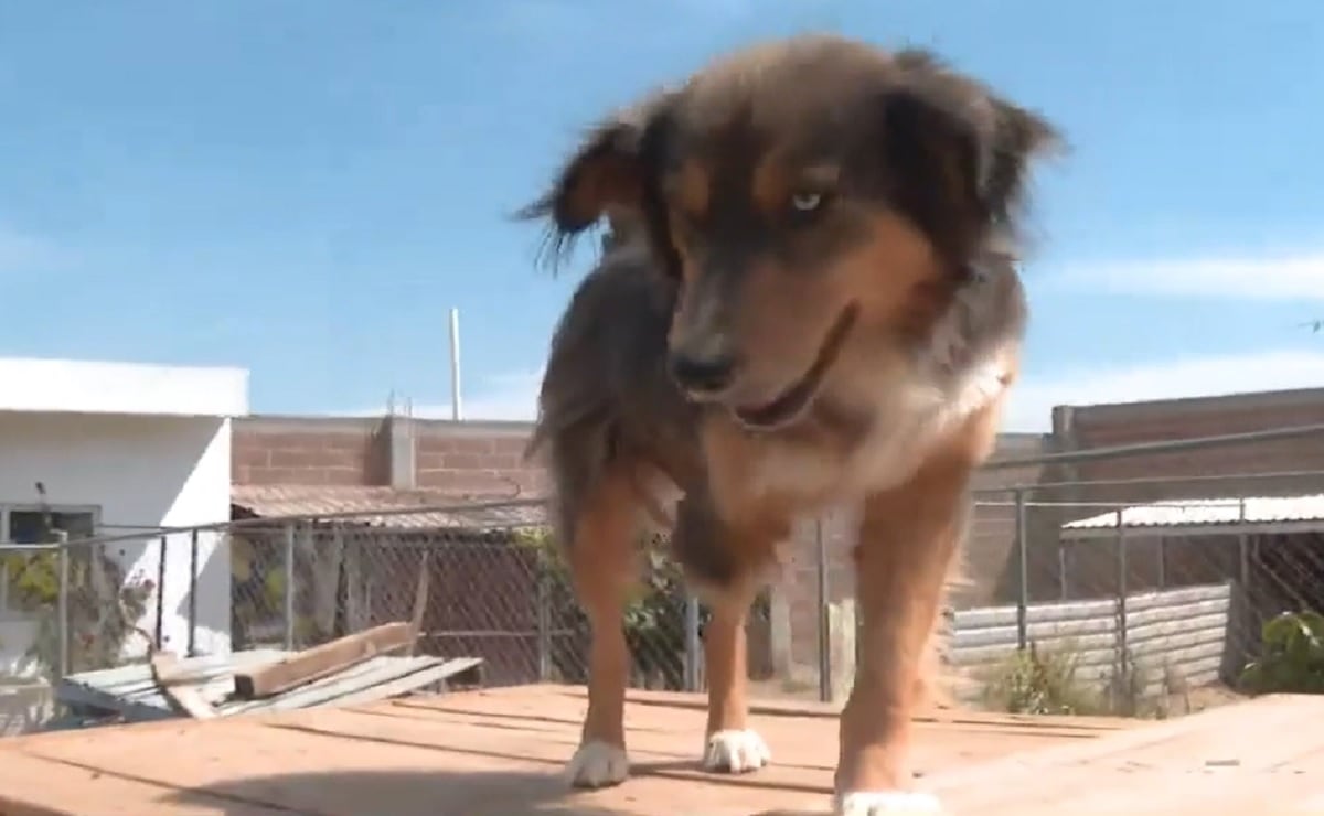 perrito polo maltrato animal
