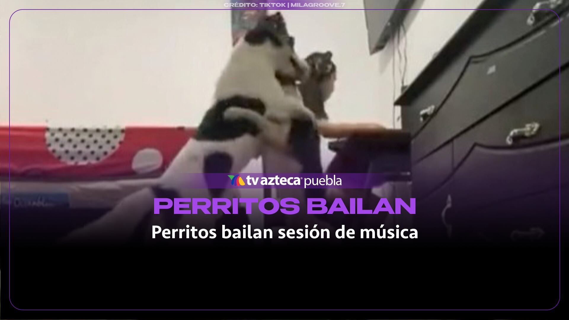 Perritos se abrazan y comienzan a “bailar” al ritmo de la música