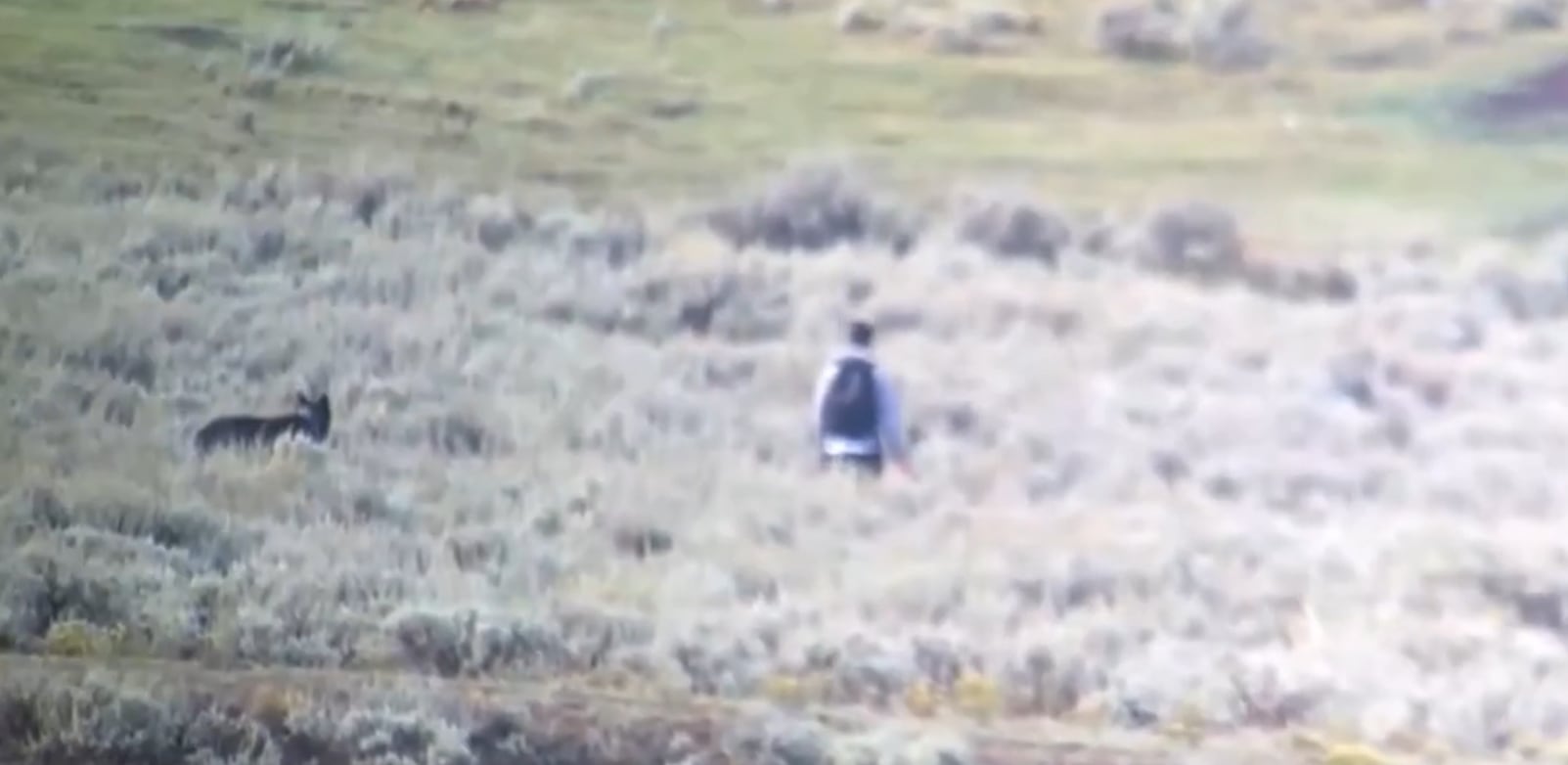 VIDEO IMPACTANTE: Turista es acechado por lobo y lo espanta con spray para osos en Yellowstone