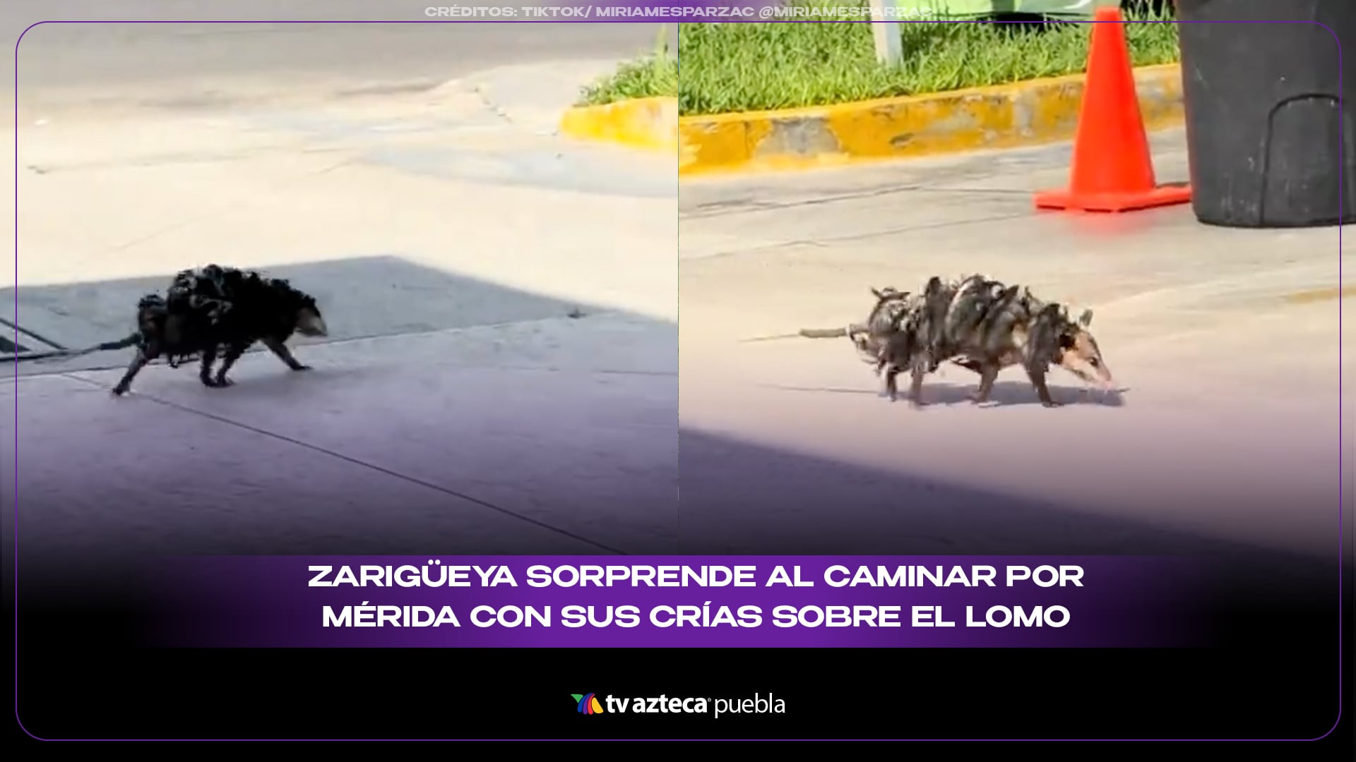 Zarigüeya sorprende al caminar por Mérida con sus crías sobre el lomo