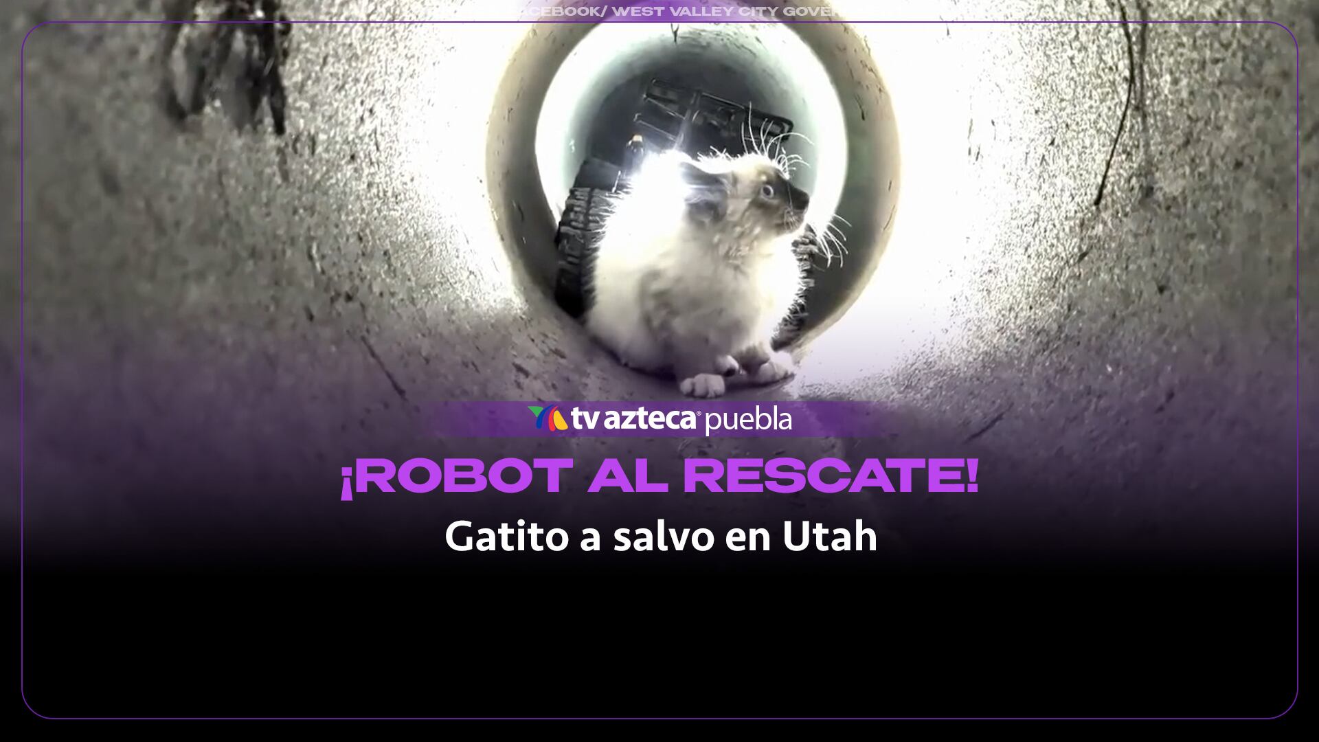 Rescatan con un robot a gatito atrapado en una tubería