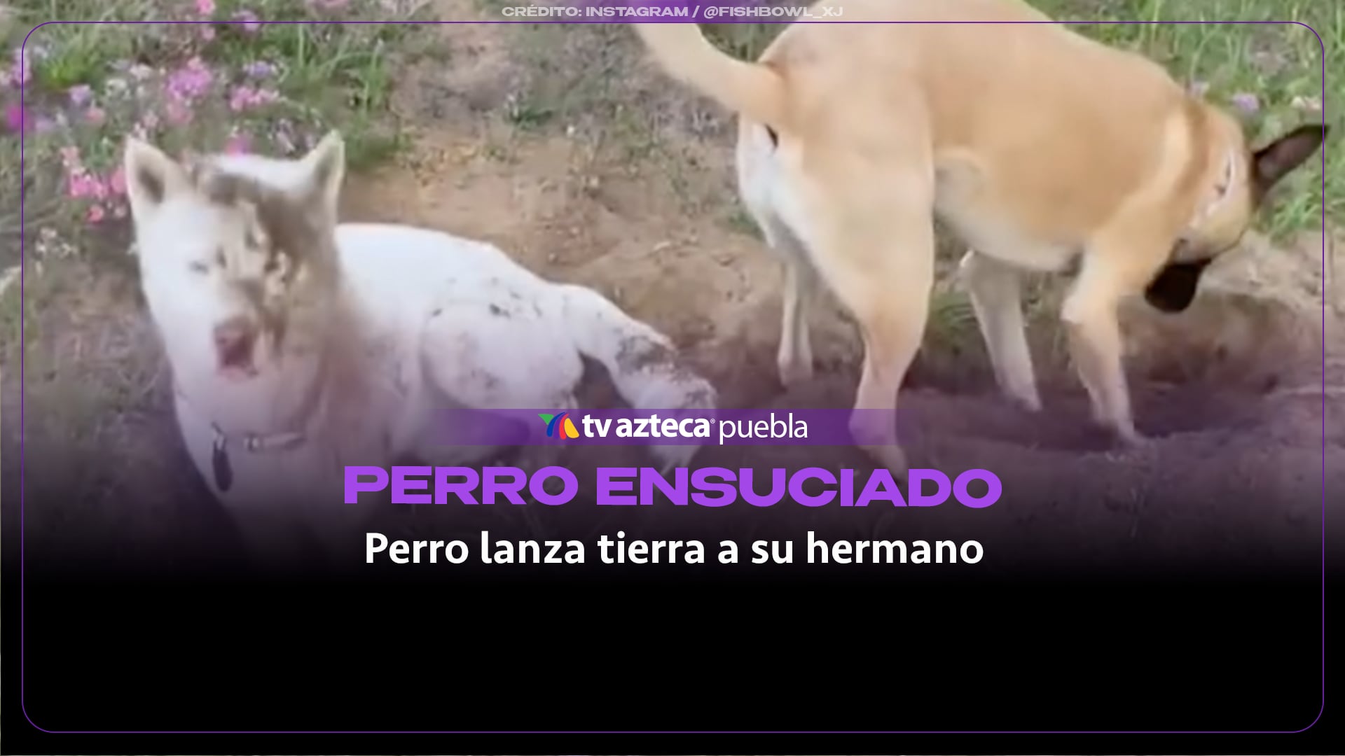Perrito termina bañado en tierra tras la intensa jornada de cavado de su compañero