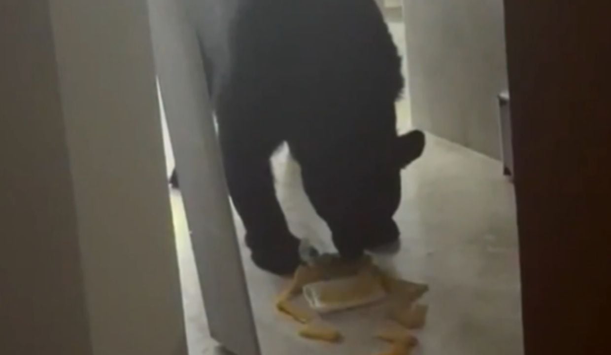 VIDEO: ¿De qué sabor le habrán gustado más? Oso entra a casa para comer tamales