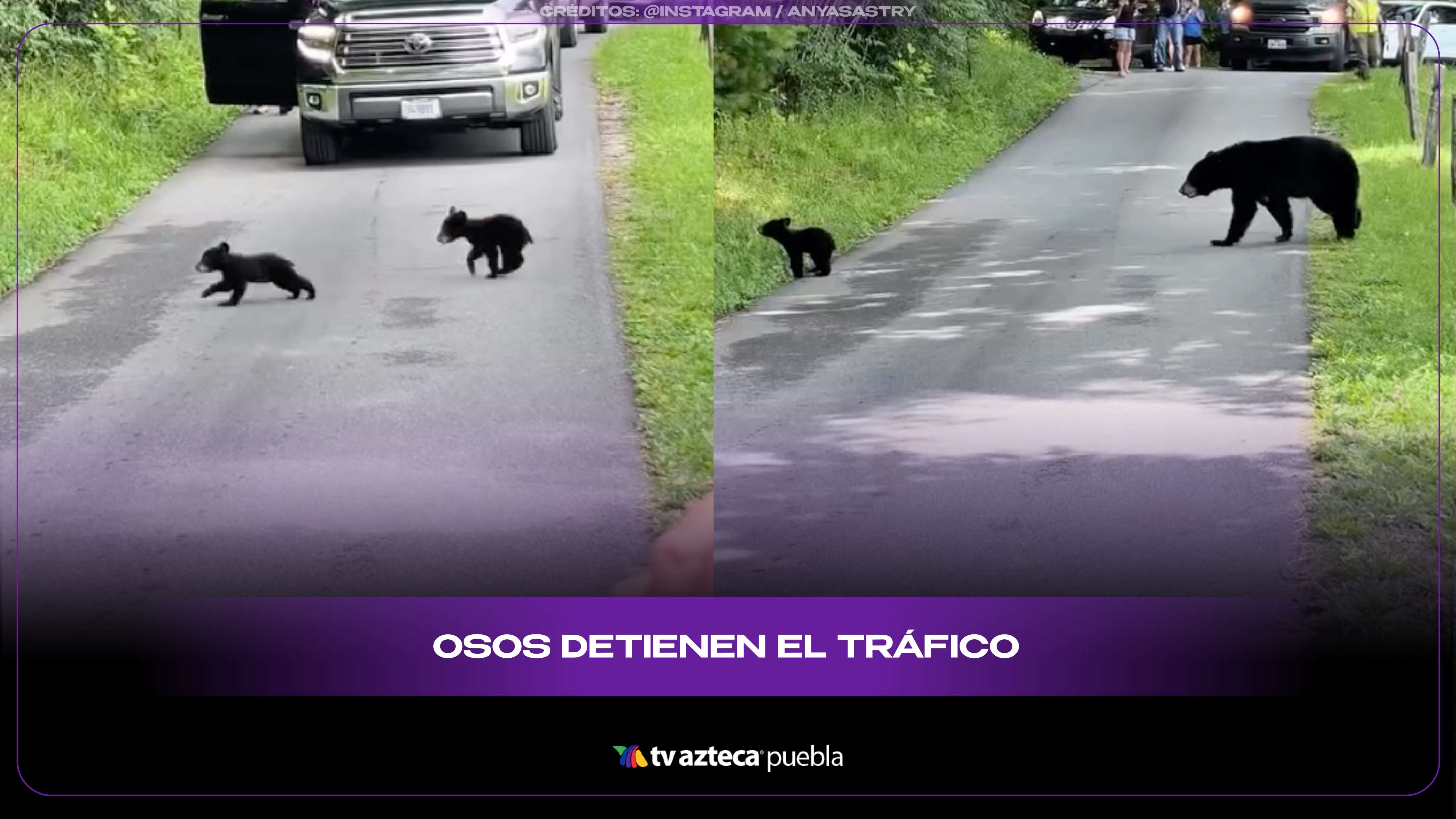Familia de osos detiene el tráfico para cruzar una calle