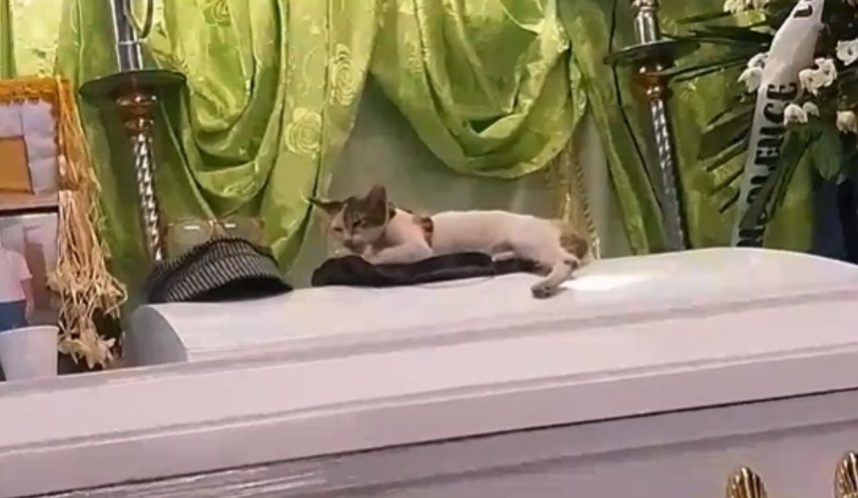gatito ataud funeral