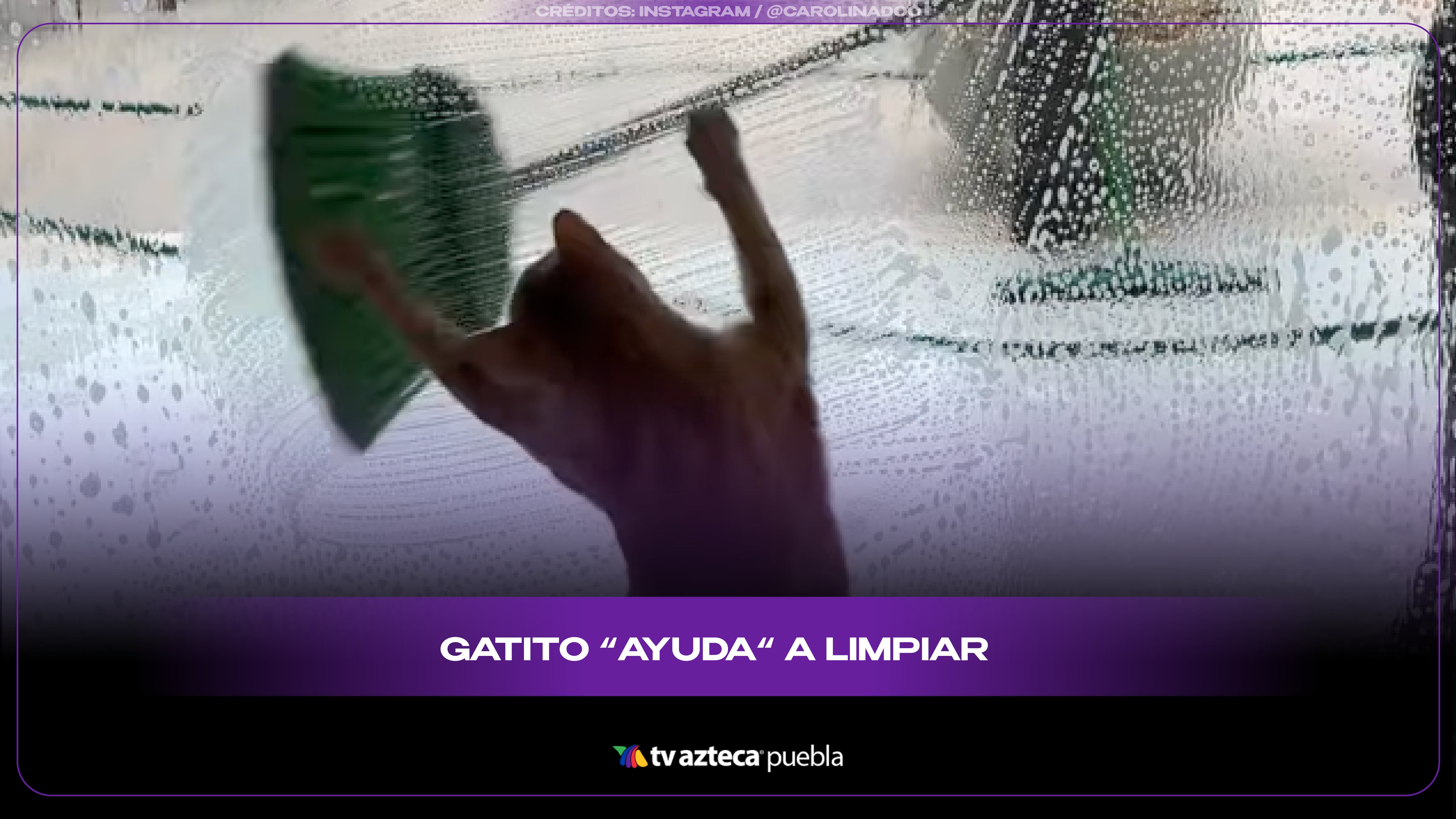 Un tierno gatito se vuelve viral al “ayudar” a su dueña a limpiar la ventana de su hogar