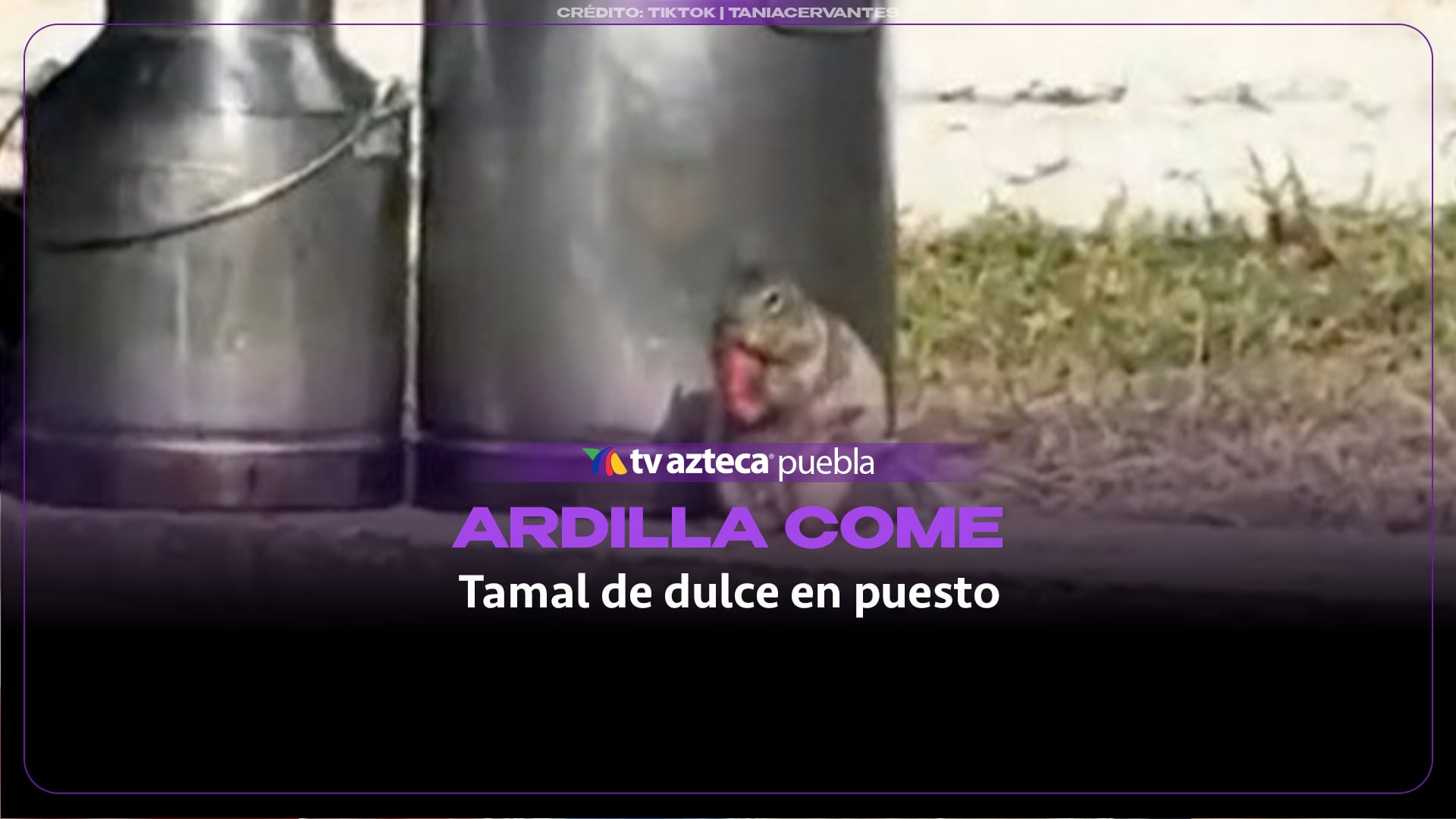 Ardillita desayuna tamal de dulce y conquista a los usuarios