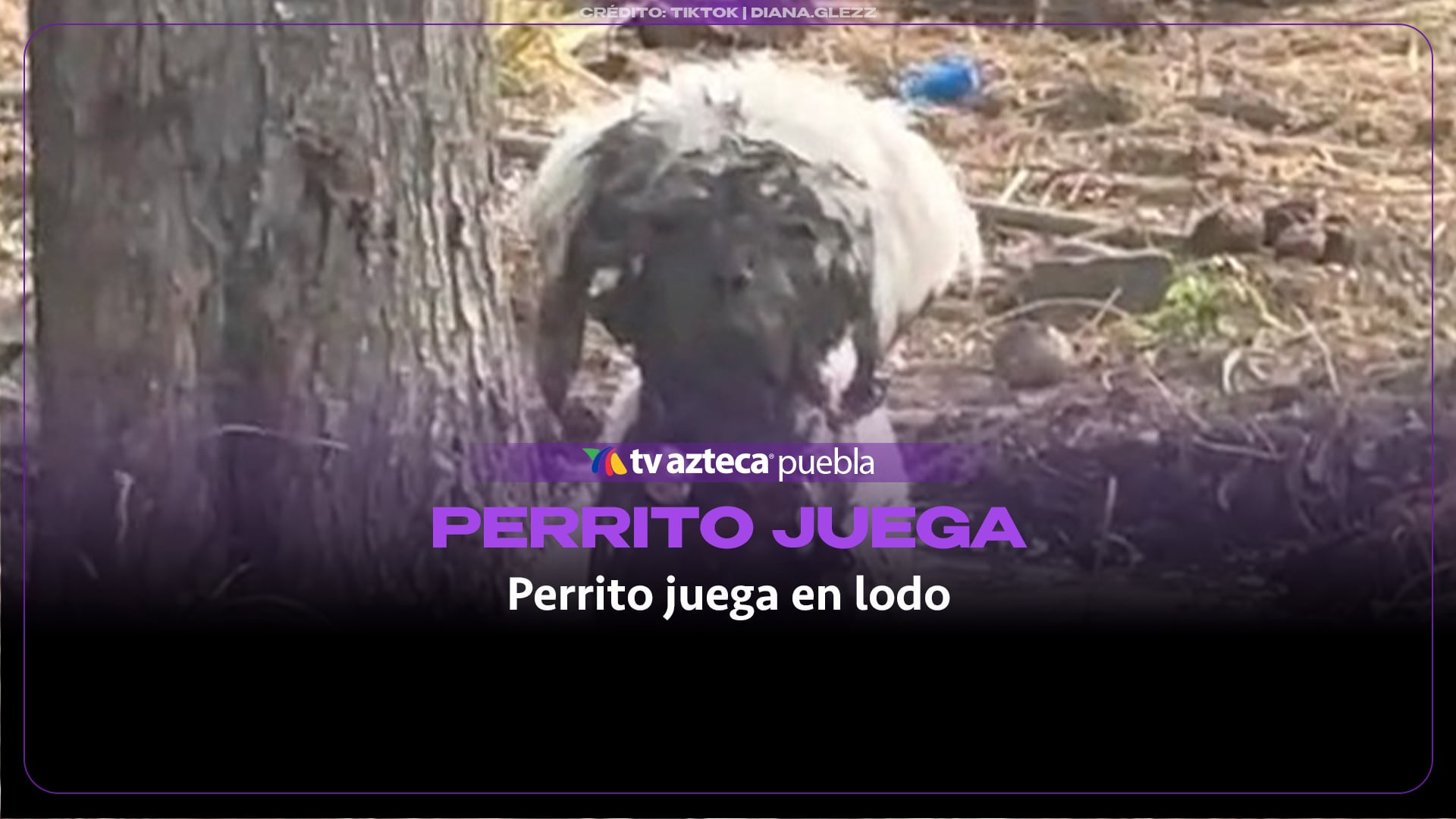 Perrito disfruta su momento en el lodo