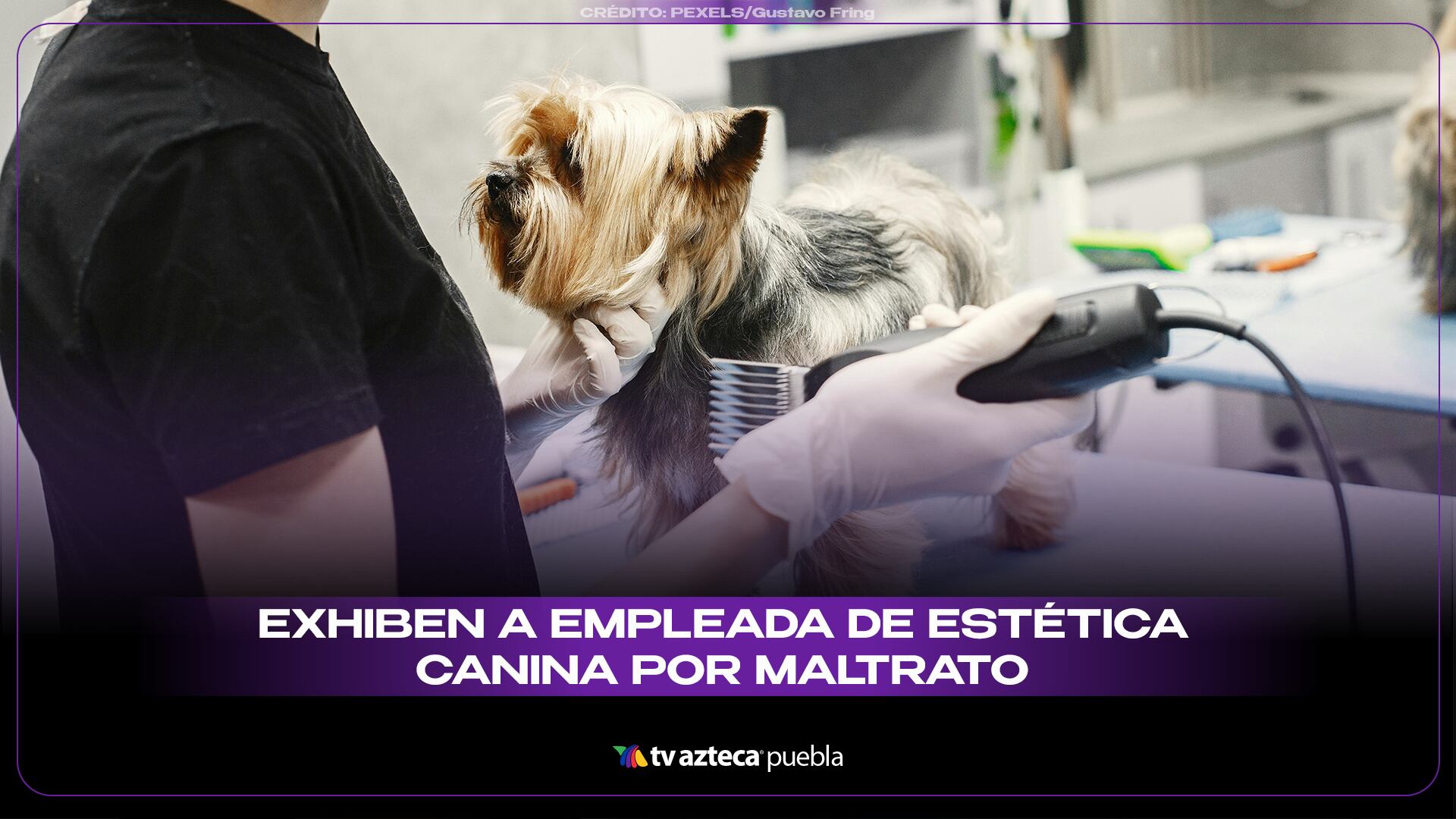 PERRITOS SITIO_.png