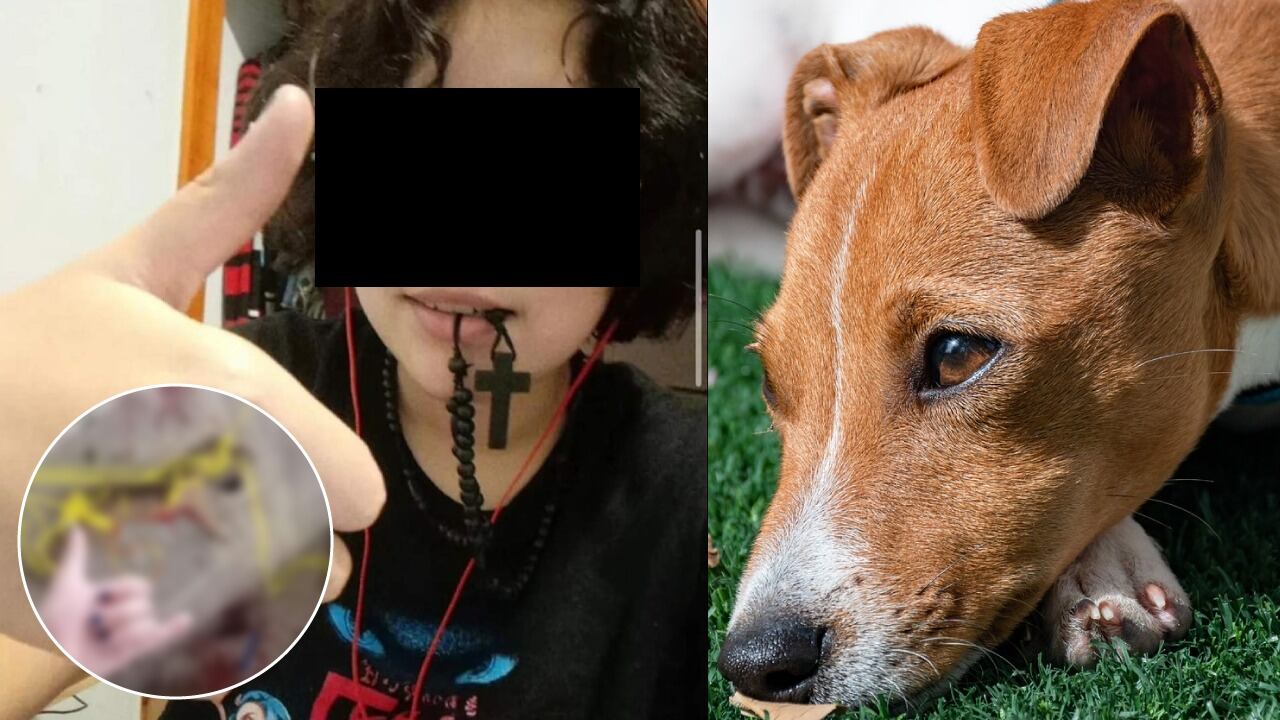 niña mata a perro