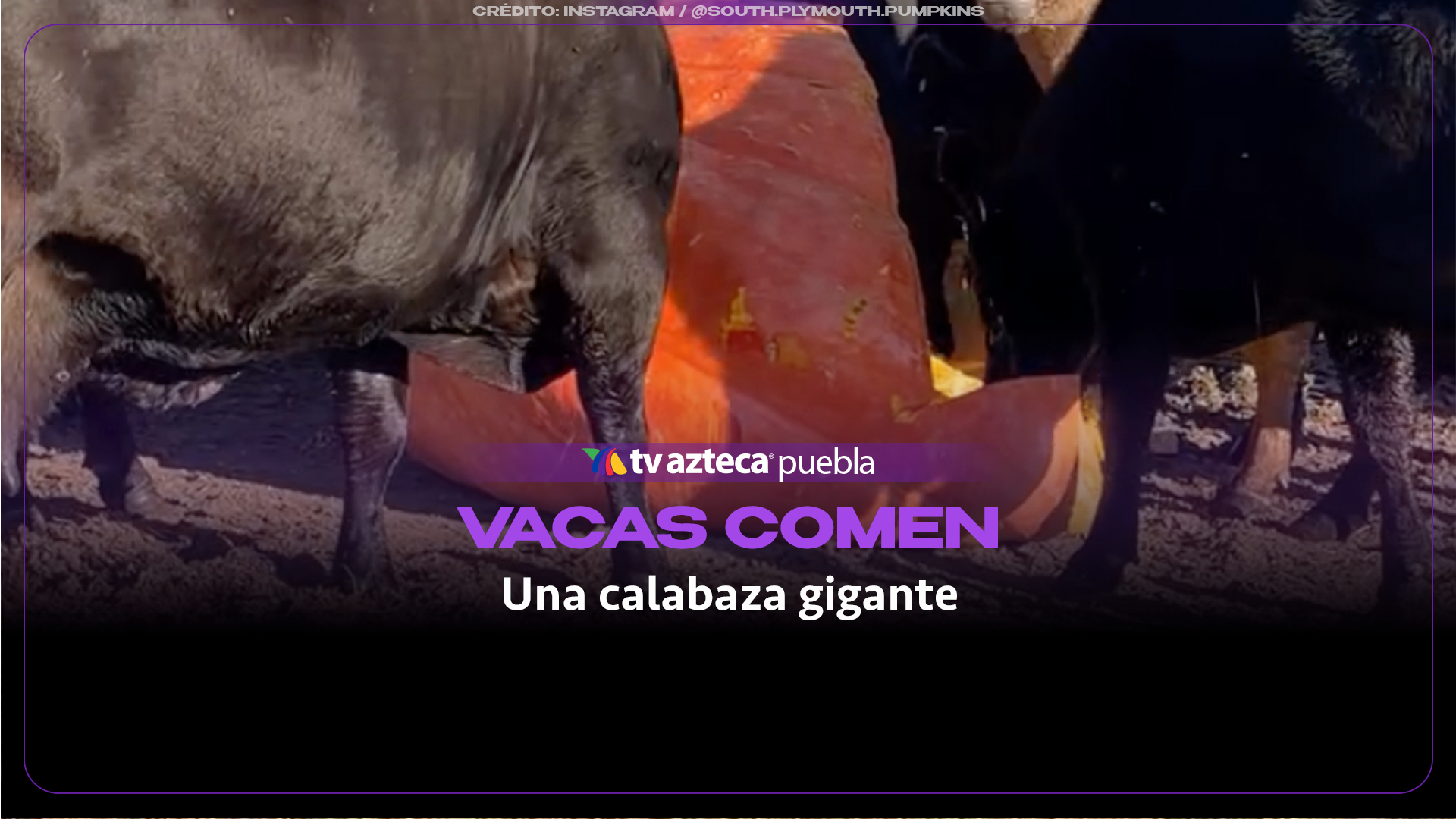 Grupo de vacas corre con gran entusiasmo para devorar una gigantesca calabaza de 900 kilos