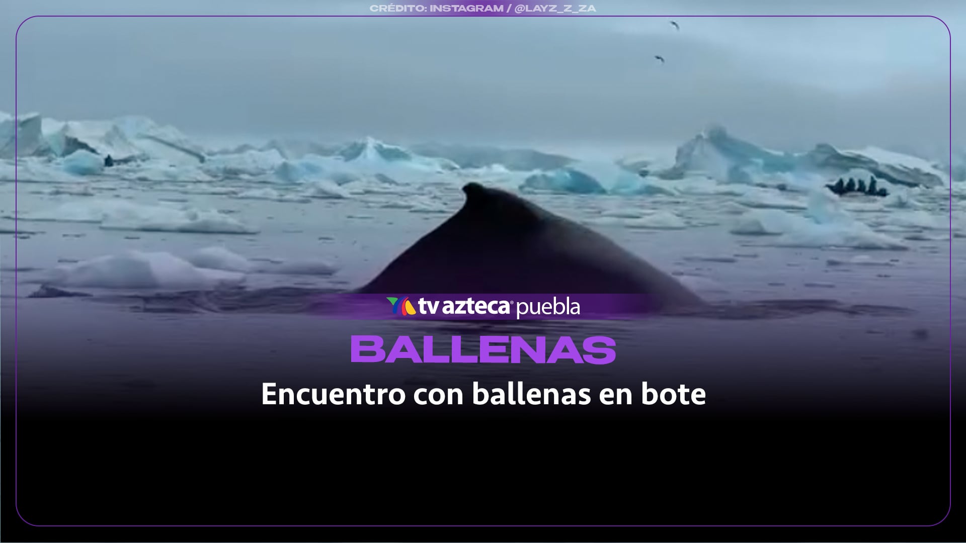 Grupo de turistas vive un impactante encuentro con ballenas jorobadas en la Antártida