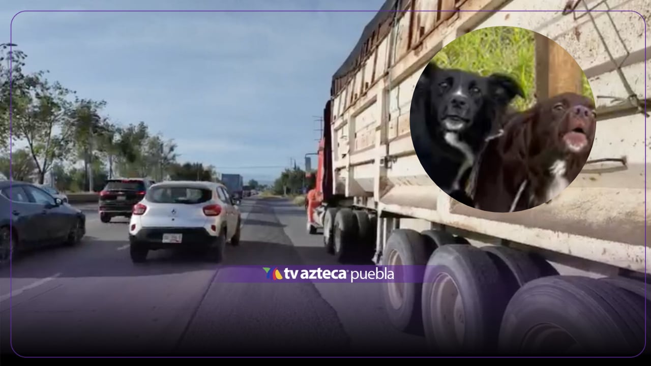 VIDEO: Abandonan a dos perros encadenados sobre el Periférico Ecológico en Puebla