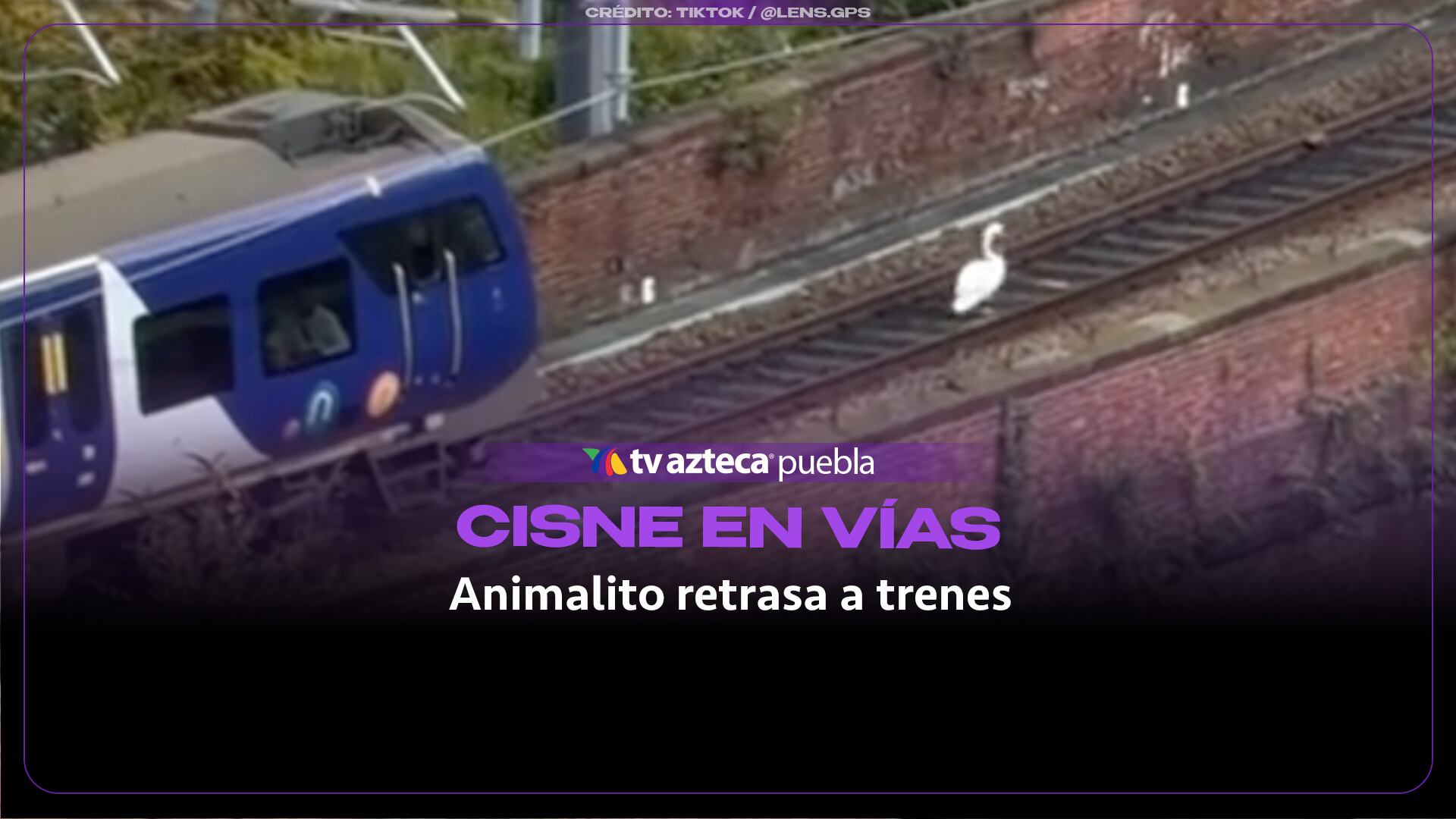 Paseo de un ganso por las vías del tren provoca retrasos en el servicio ferroviario de Manchester