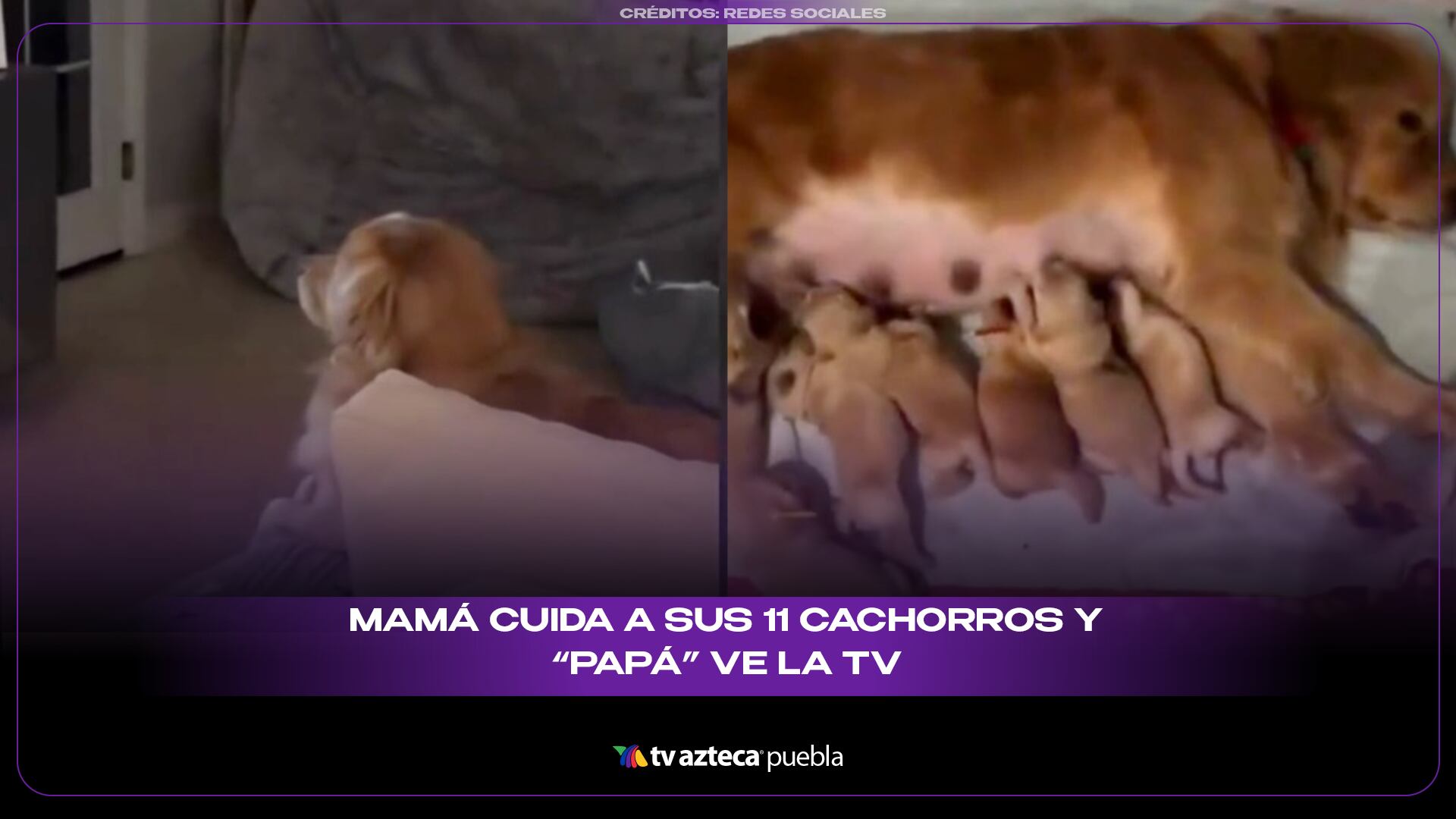 4 familia perruna sitiio.png