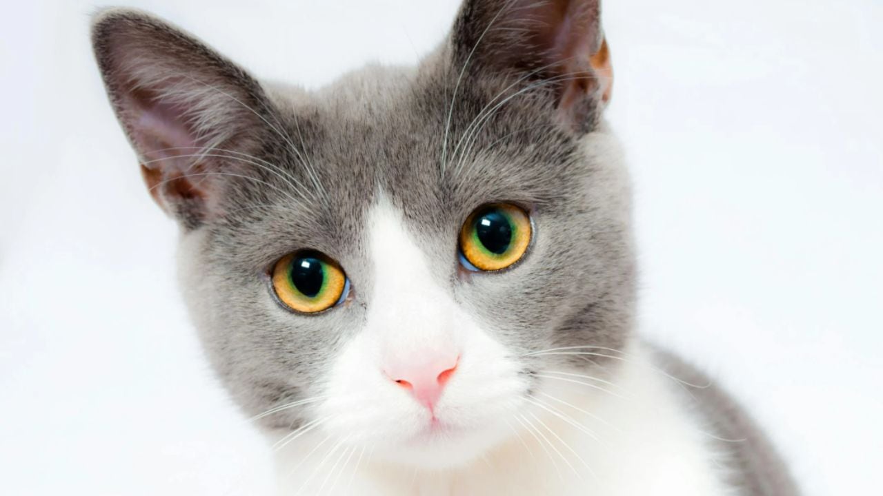 gato