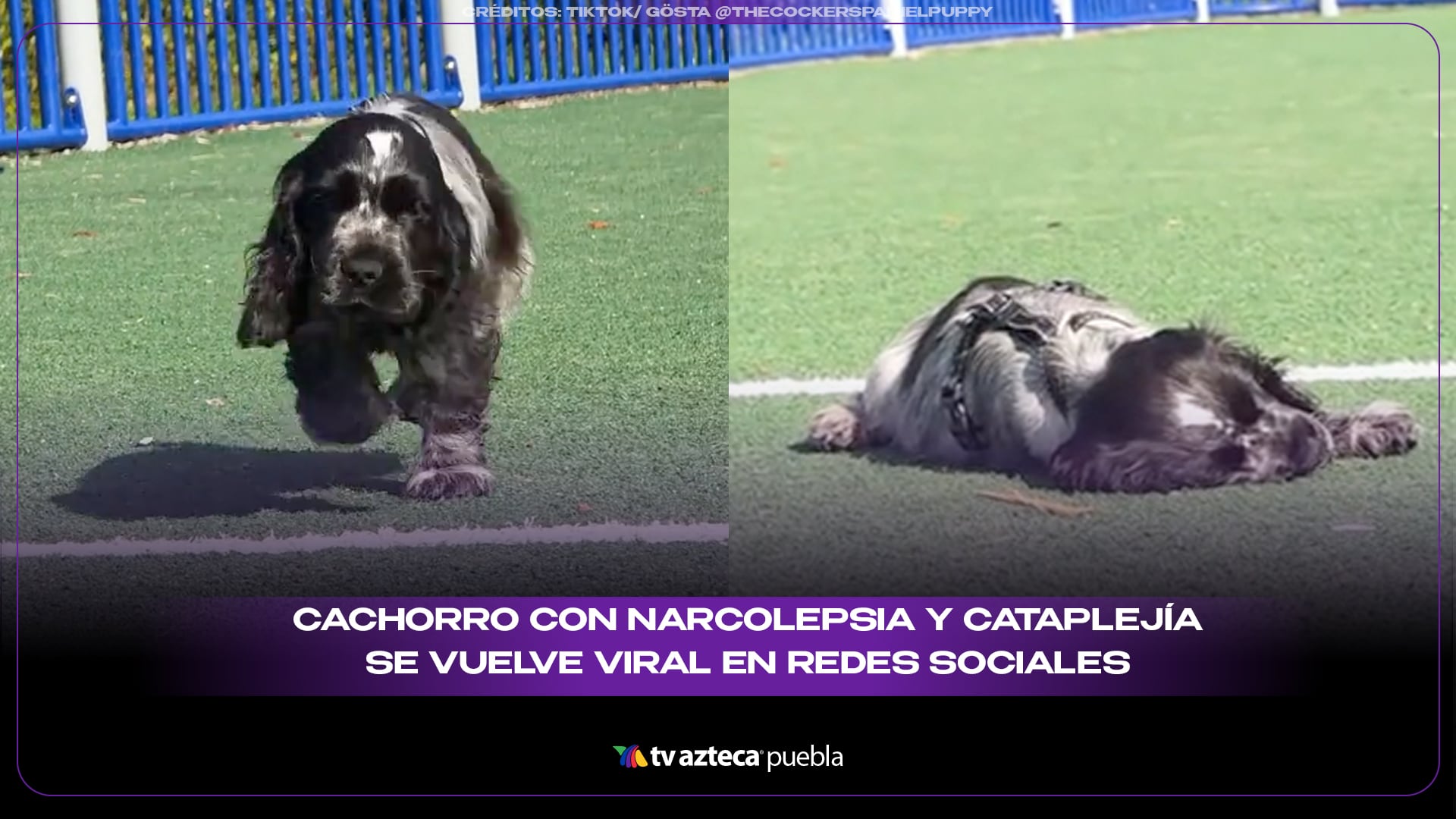 Gösta, el cachorro con narcolepsia que pierde fuerza cuando se emociona