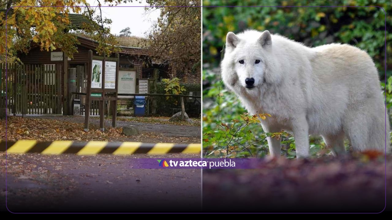 IMÁGENES: Menor termina GRAVEMENTE herida tras ATAQUE de lobos en conocido zoológico