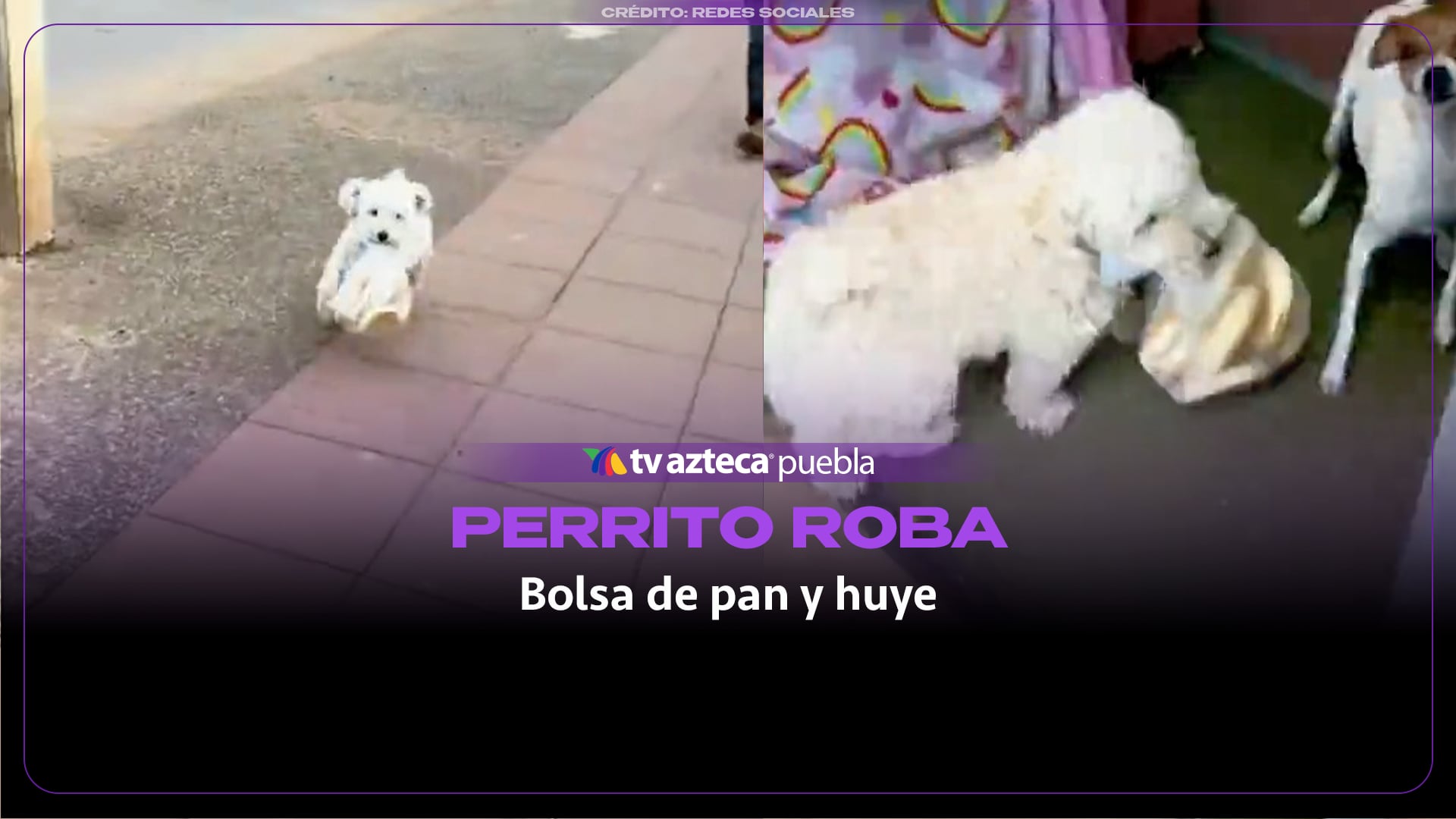 Perrito roba bolsa de pan y sale corriendo
