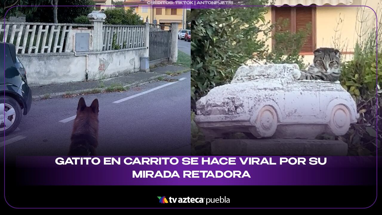 ¡Gatito en carrito se hace viral por su mirada retadora!