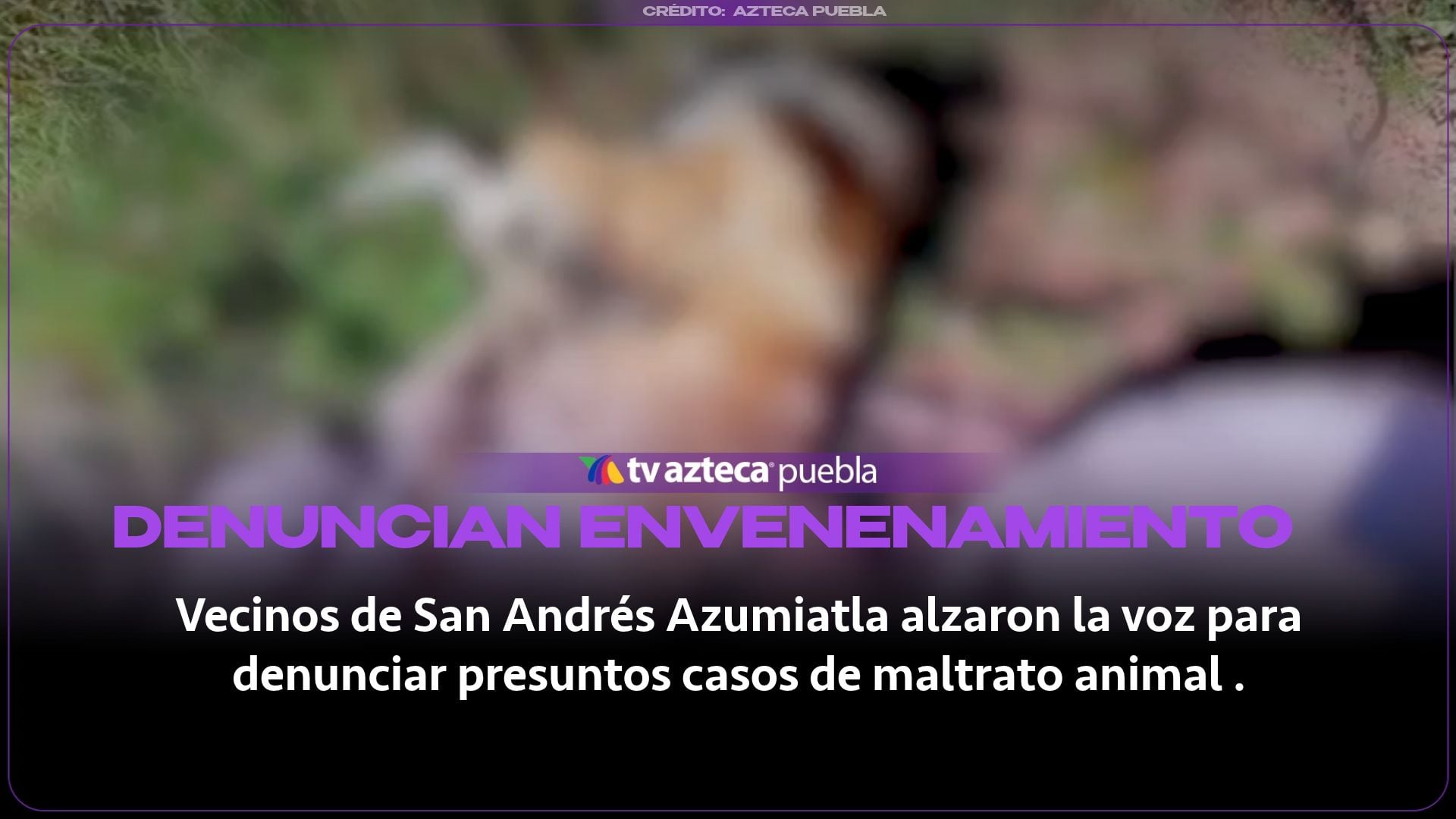 Denuncian ENVENENAMIENTO y abandono de perros en San Andrés Azumiatla, Puebla