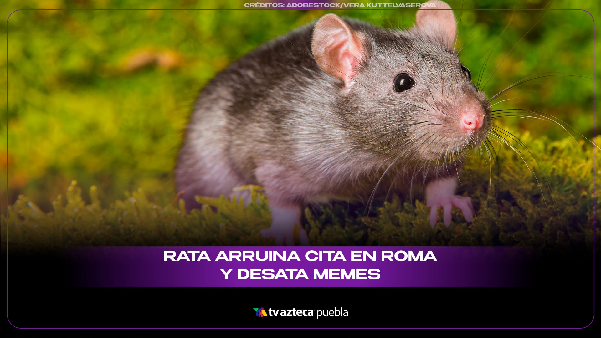 rata.png