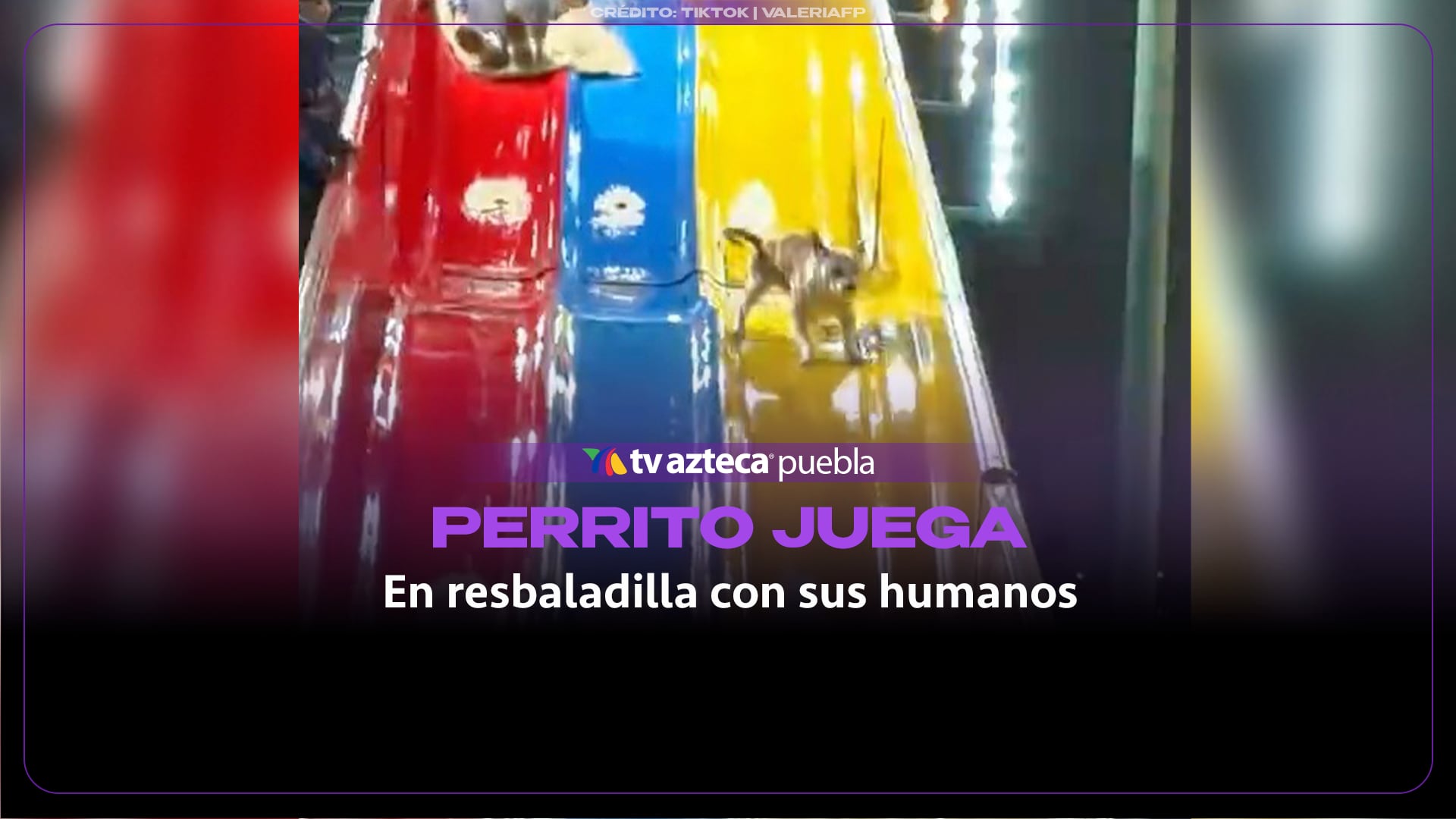 Perrito disfruta un tobogán gigante con sus humanos