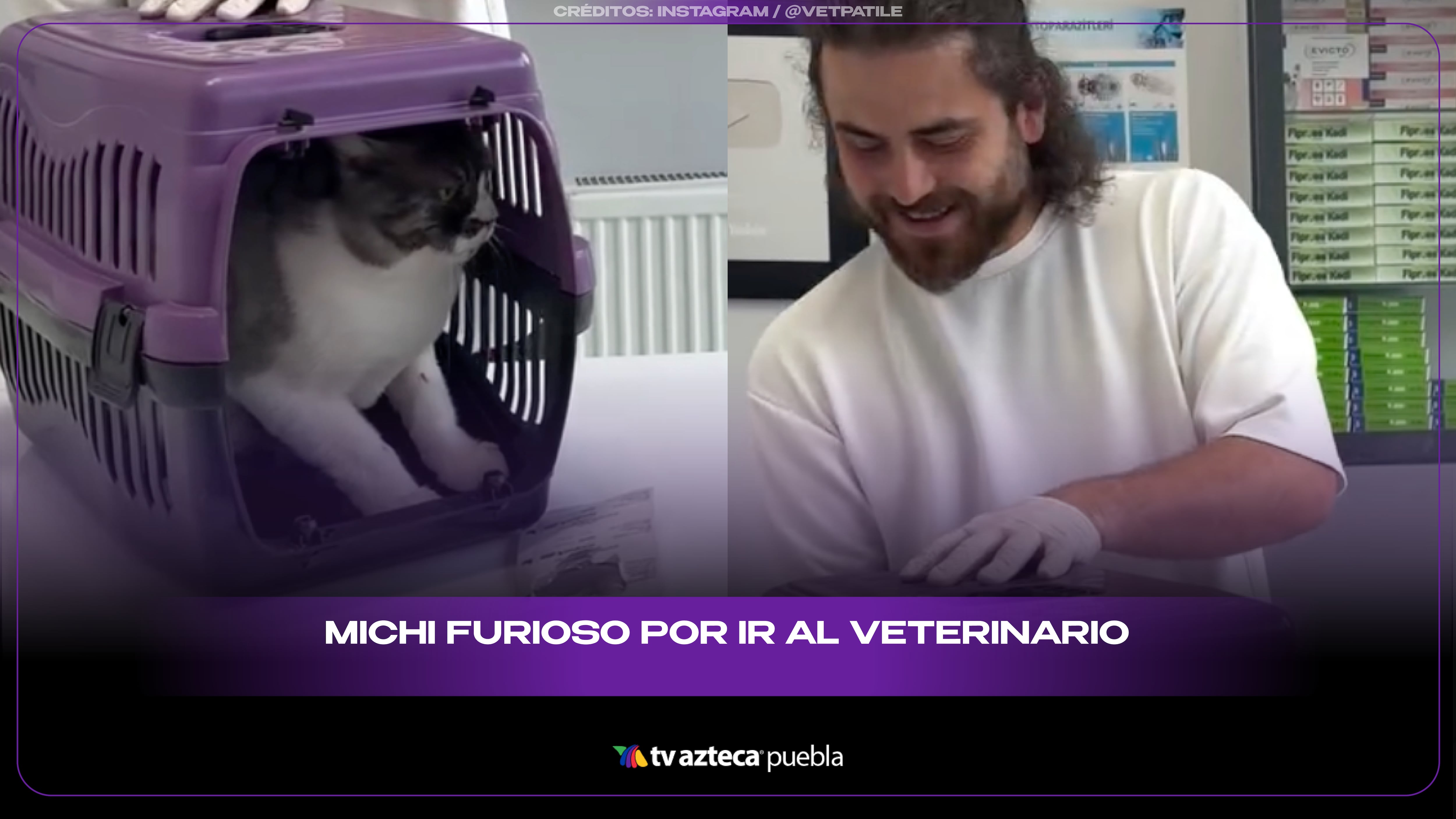 Michi furioso rompe la reja de su jaula de un solo zarpazo