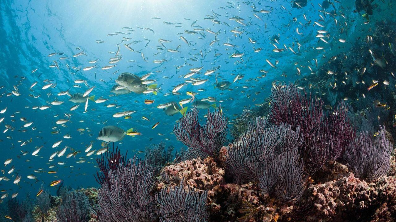 ¿’El Niño’ cambia el océano? estos peces podrían escasear y el atún ya está en riesgo
