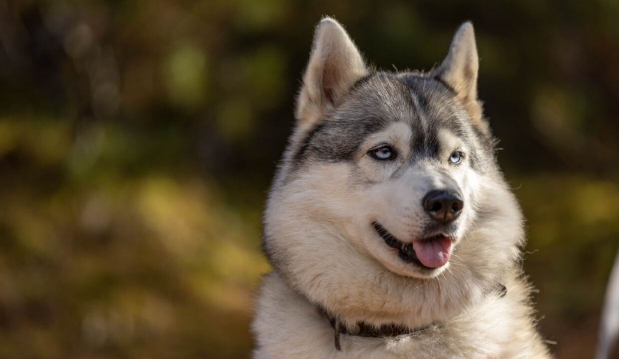 husky