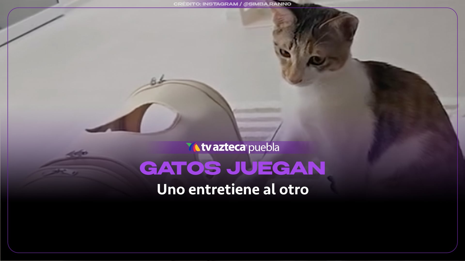 Dos gatos conquistan las redes al jugar juntos de manera ingeniosa en la sala de su hogar