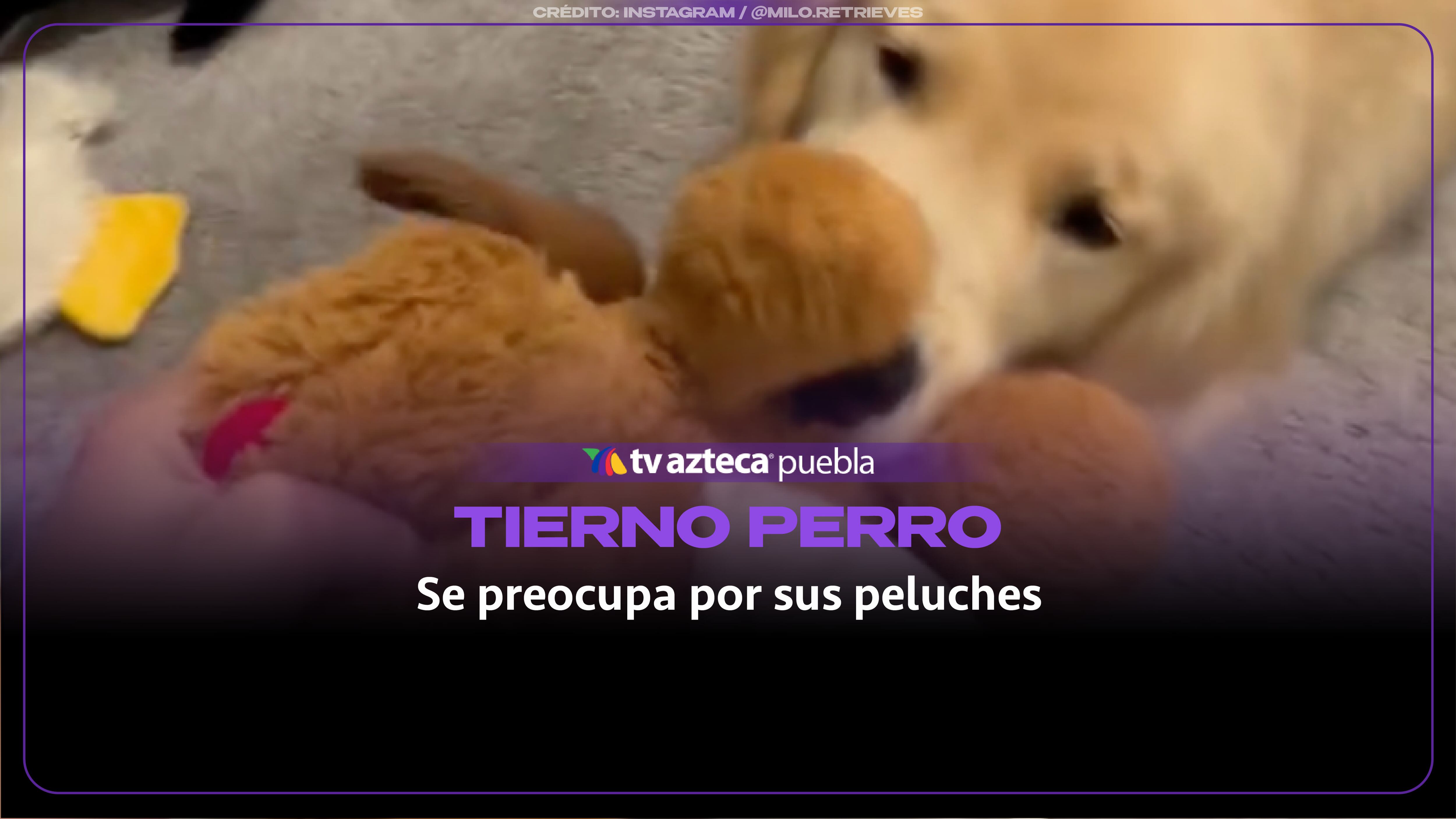 Puro amor! Golden retriever enternece al cuidar sus peluches en la lavadora