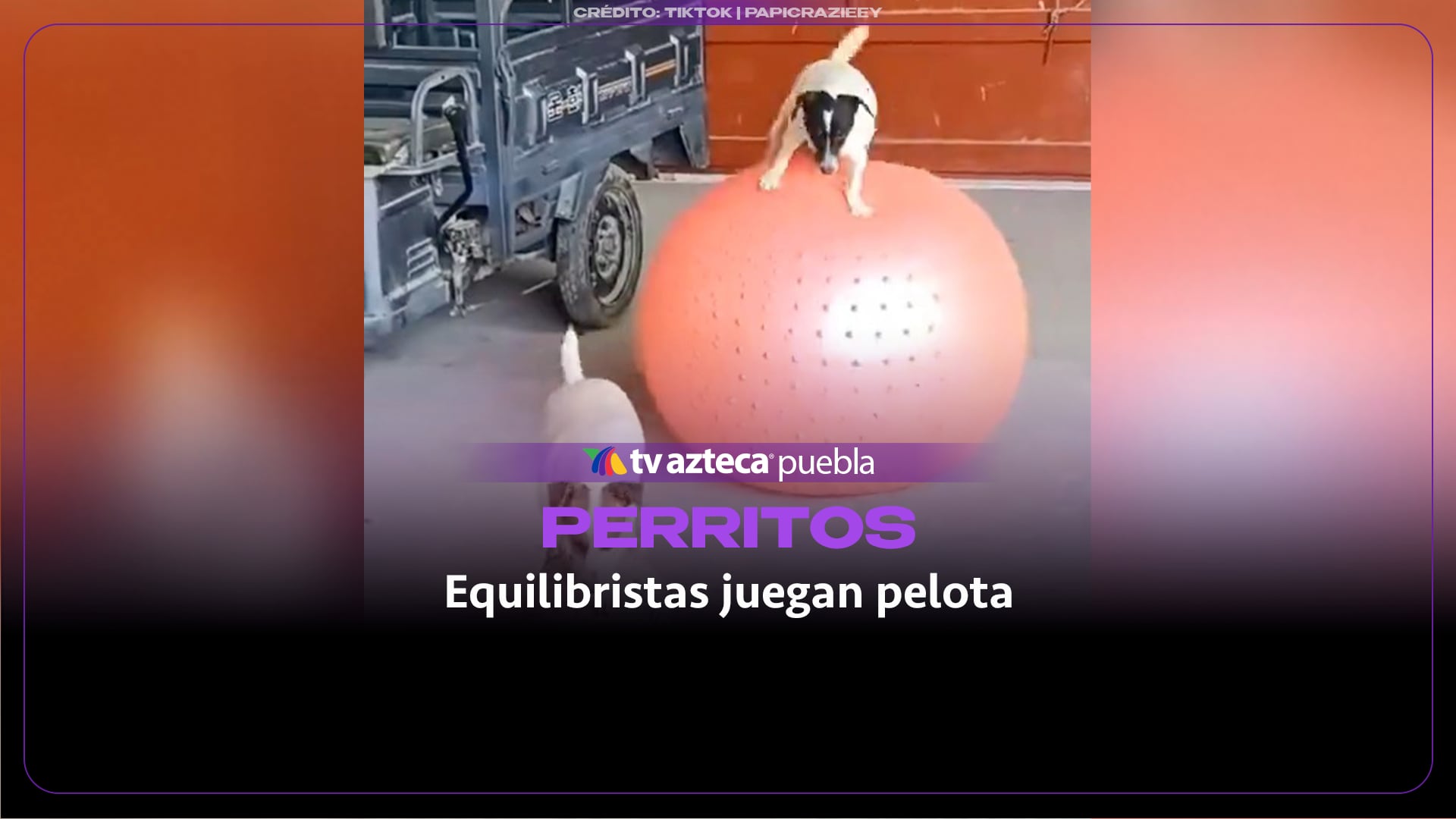 Perritos sorprenden con su equilibrio sobre pelotas