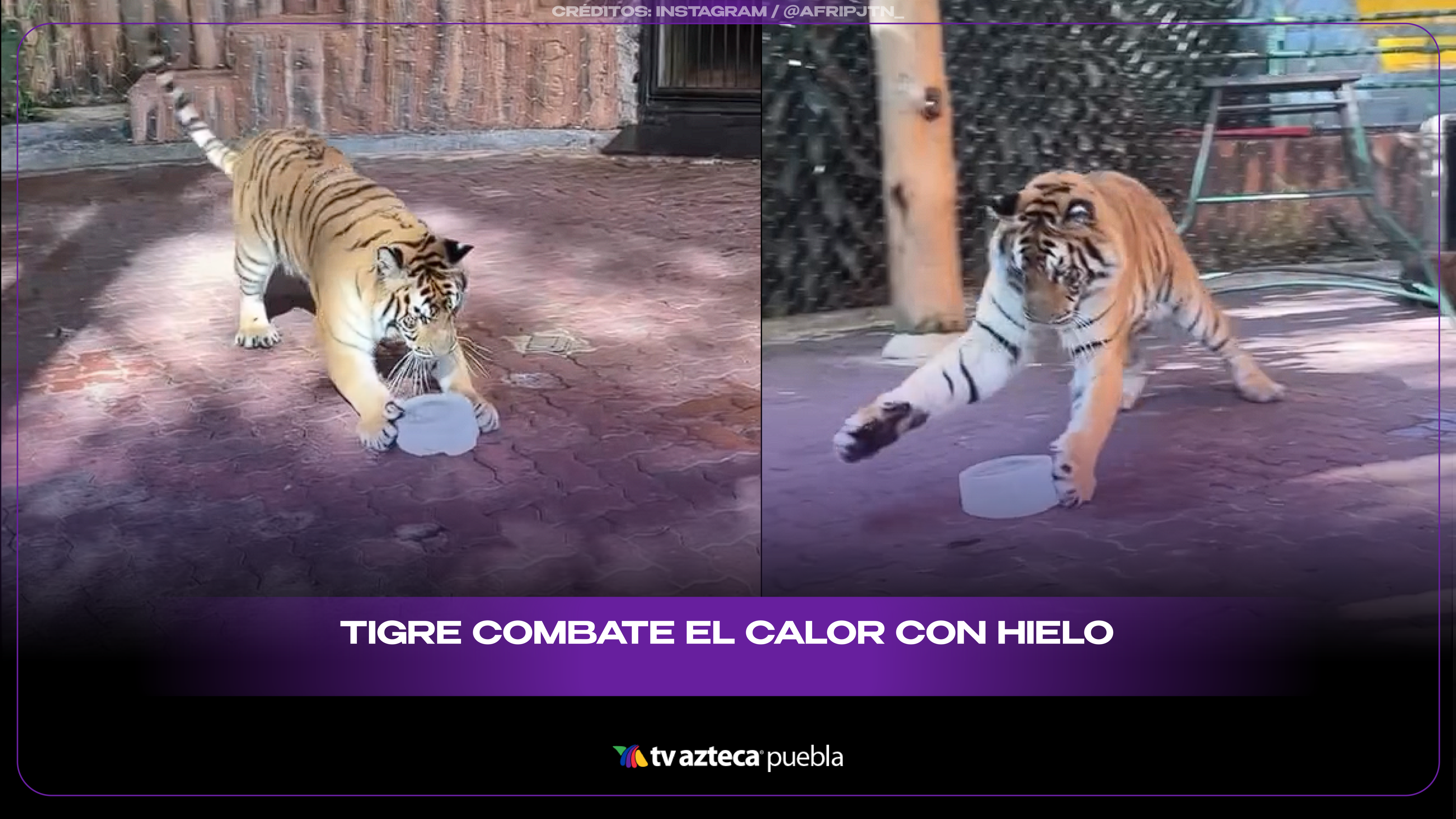 Tigre combate el calor jugando con un enorme bloque de hielo