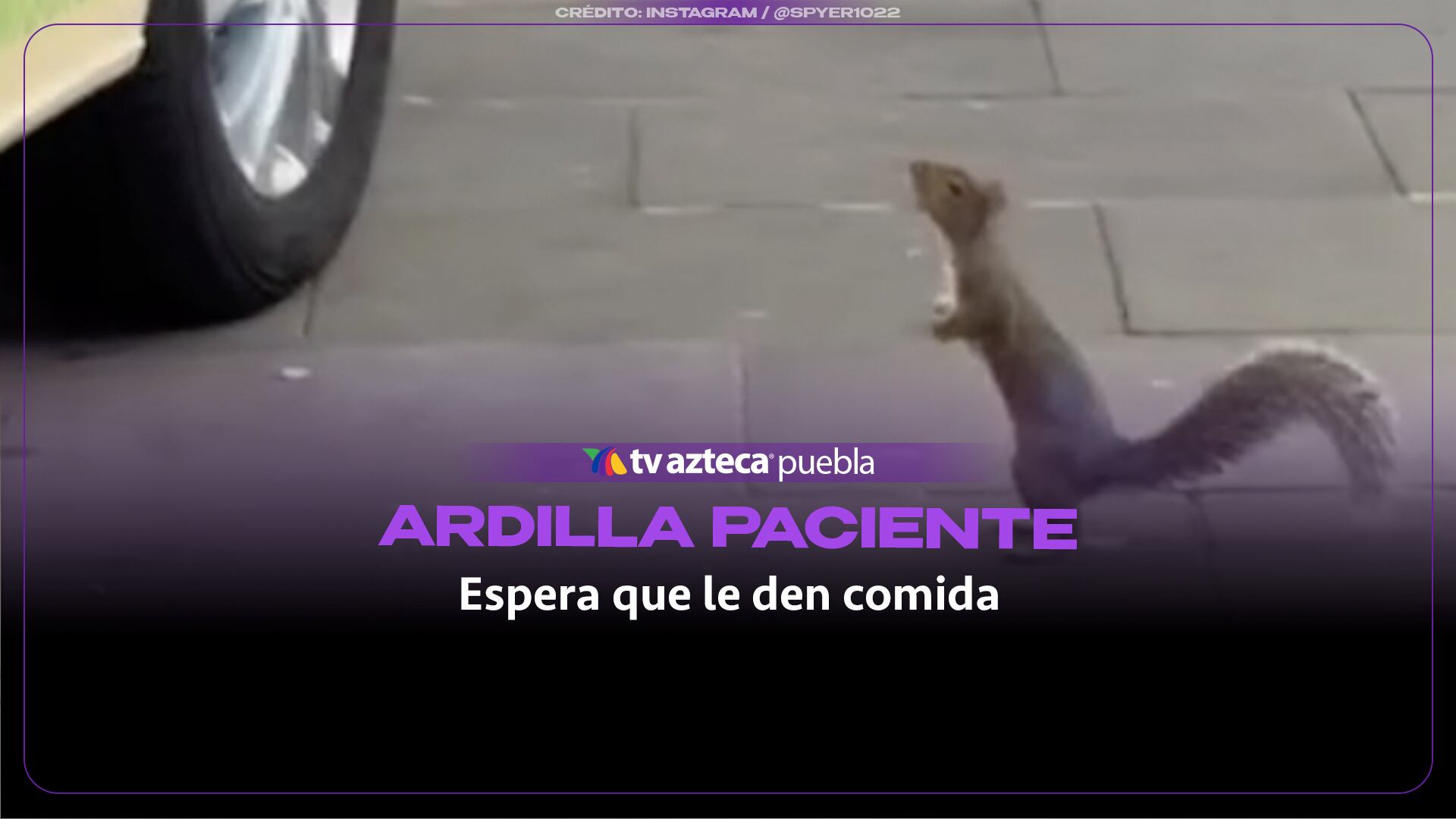 Una pequeña ardilla enamora a transeúntes al hacer fila para pedir comida en un camión de helados