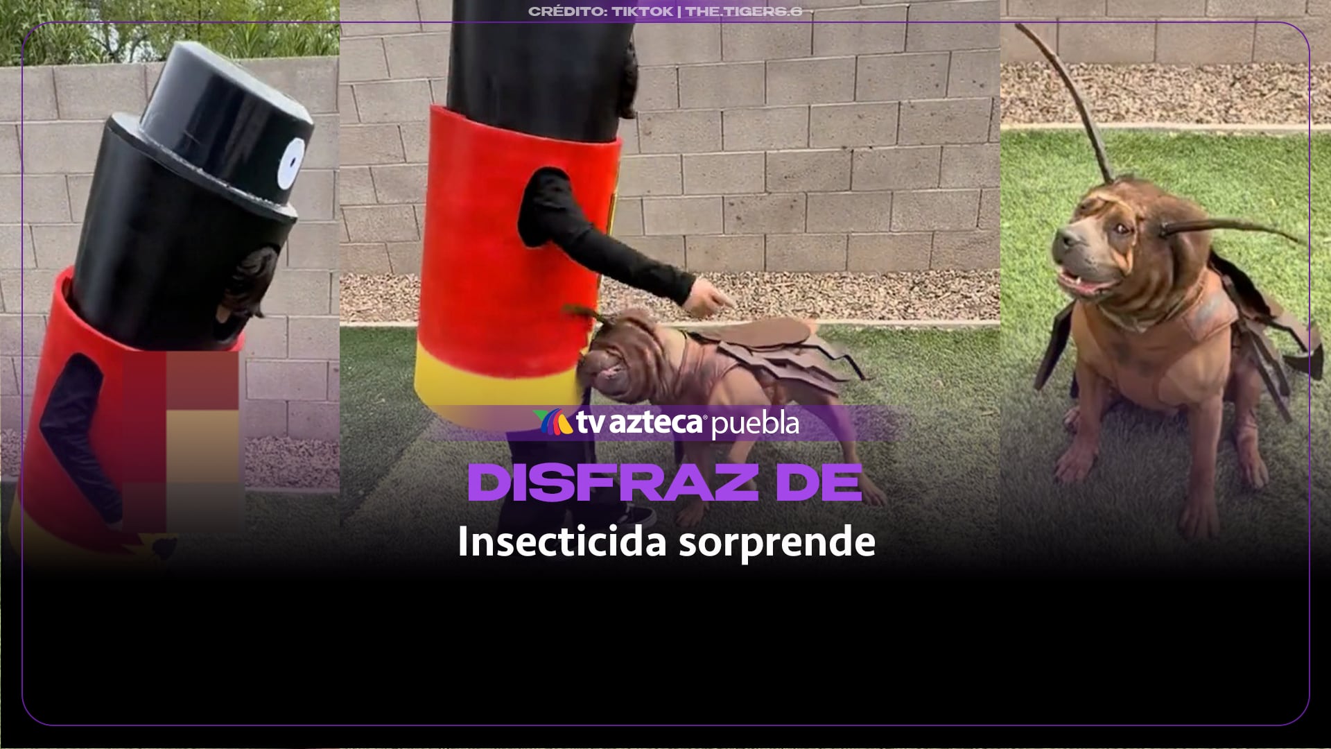 Pequeño se disfraza de insecticida y su perrito de cucaracha