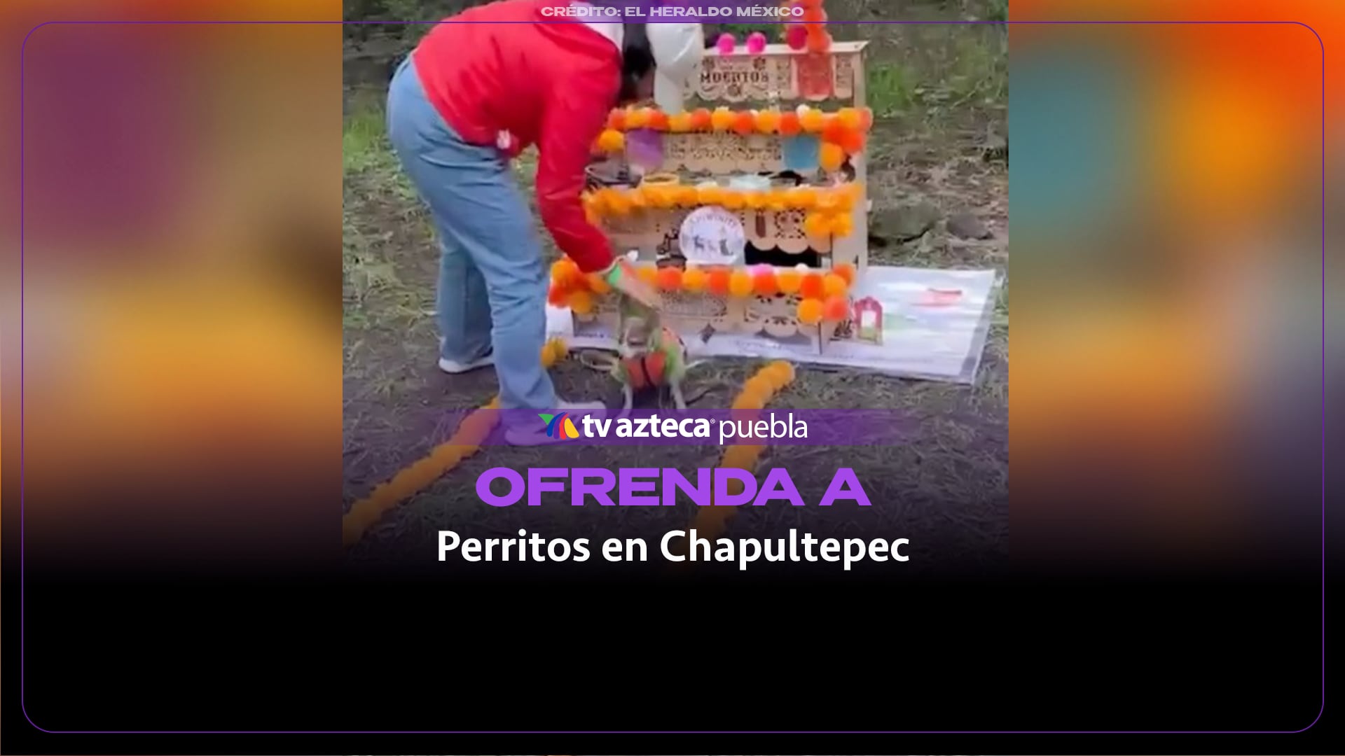 Chihuahuas honran a sus lomitos con una ofrenda