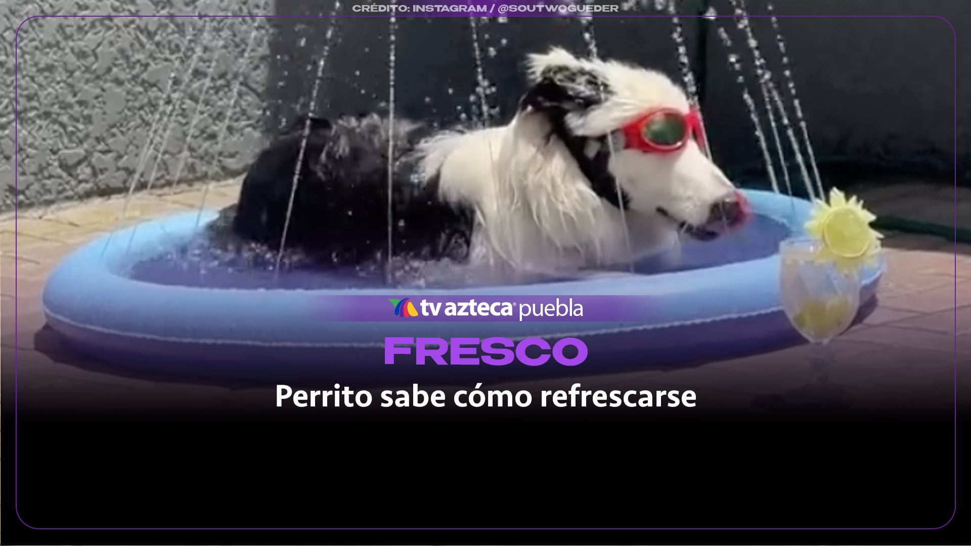 Perrito combate la ola de calor relajándose en una alberca con gafas de sol y bebida