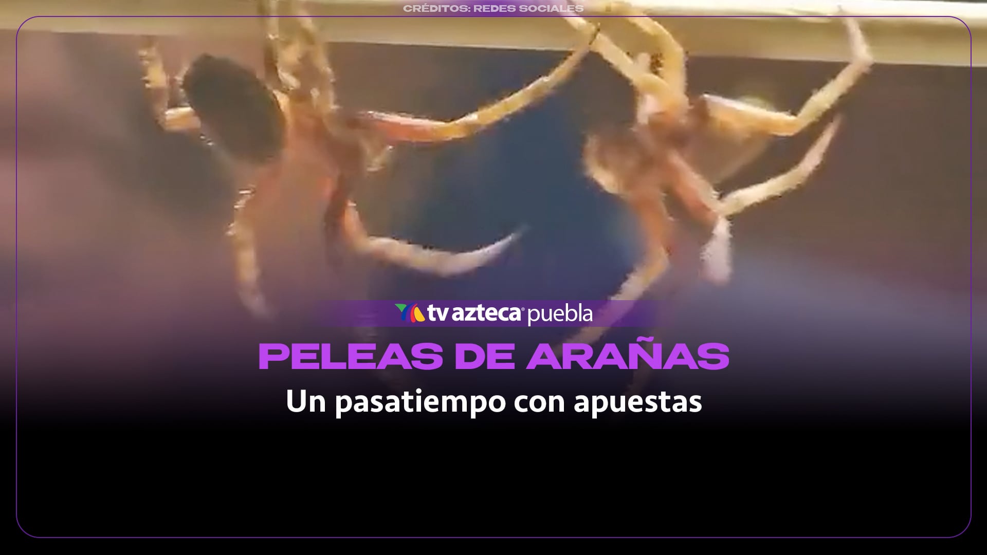 ¿Cómo son las luchas de arañas en Filipinas conocidas como “spider derby”?