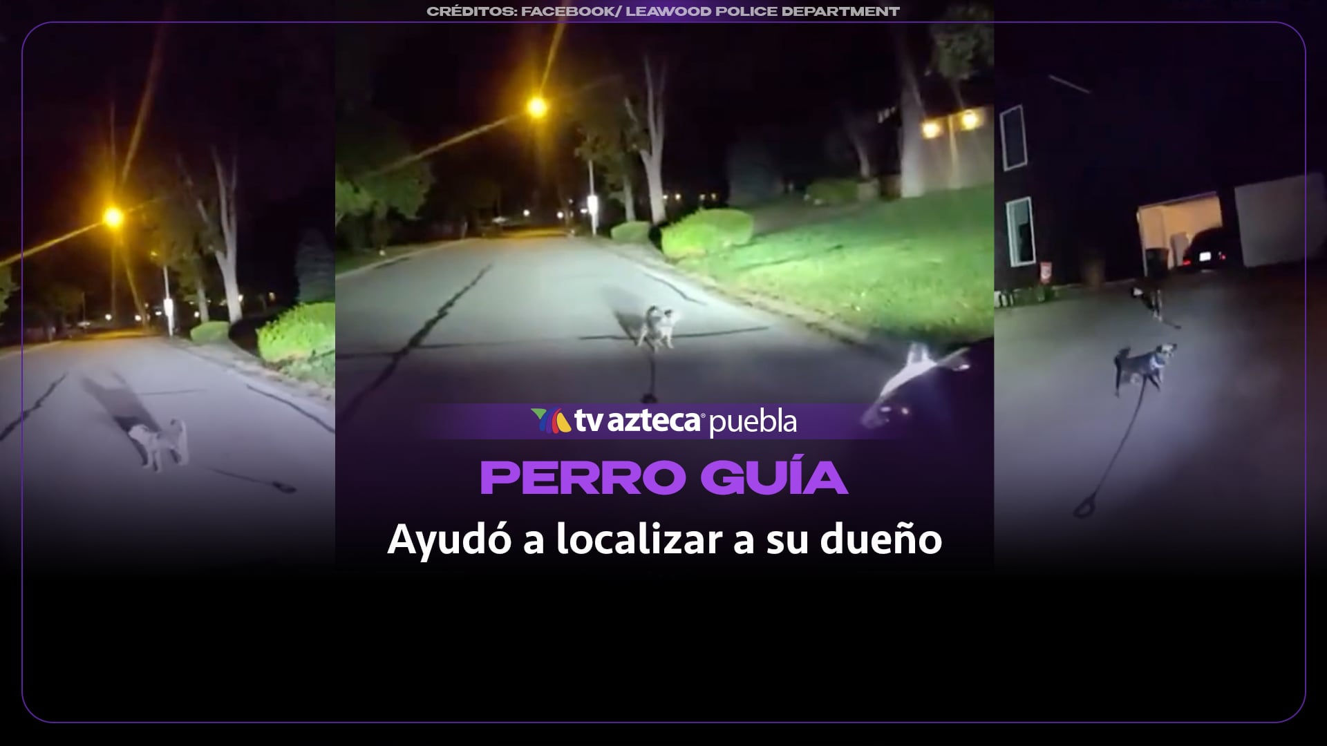 Perro guía a policía hasta su casa y ayuda a localizar a su dueño tras una caída